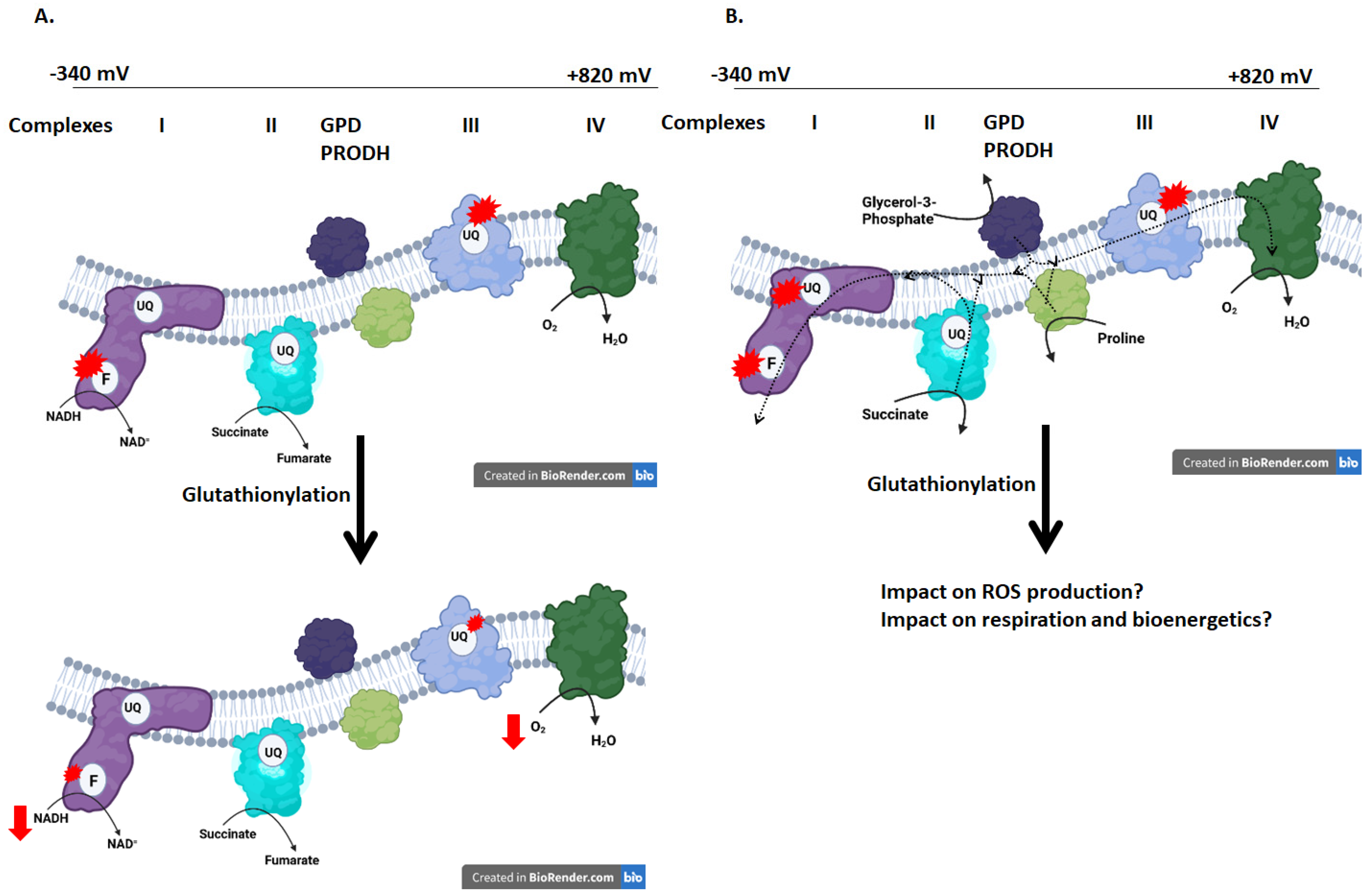 Antioxidants 11 02043 g001