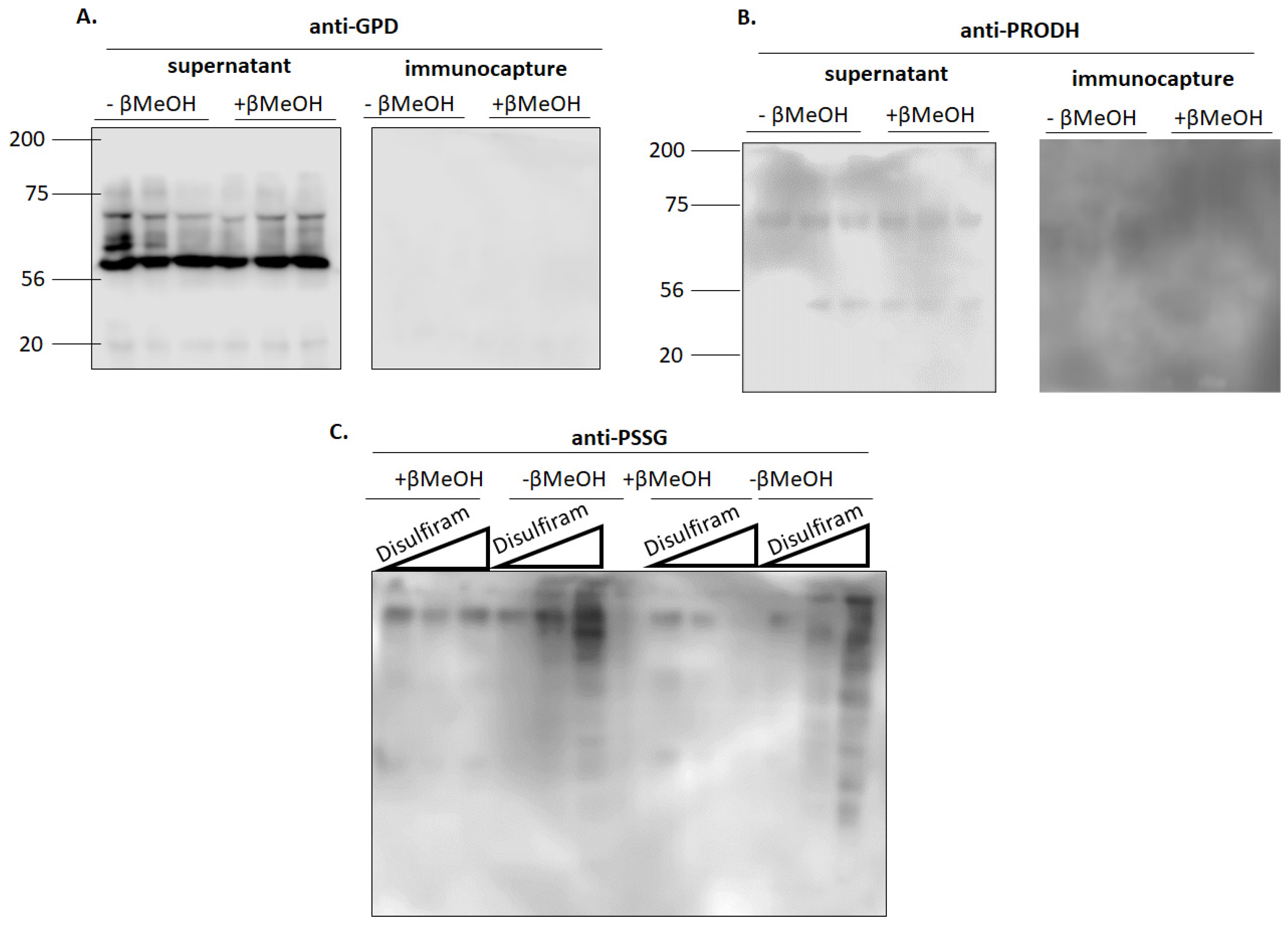 Antioxidants 11 02043 g005