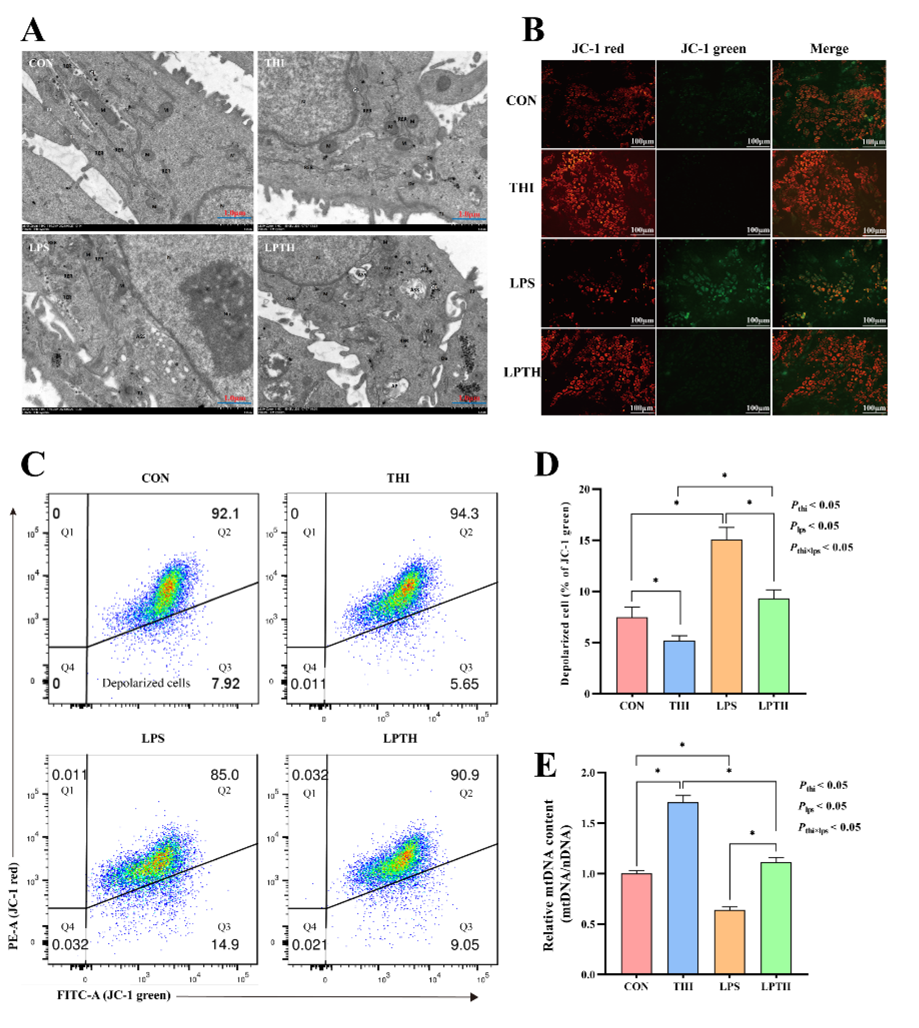 Antioxidants 11 02048 g004 Antioxidants 11 02048 g004
