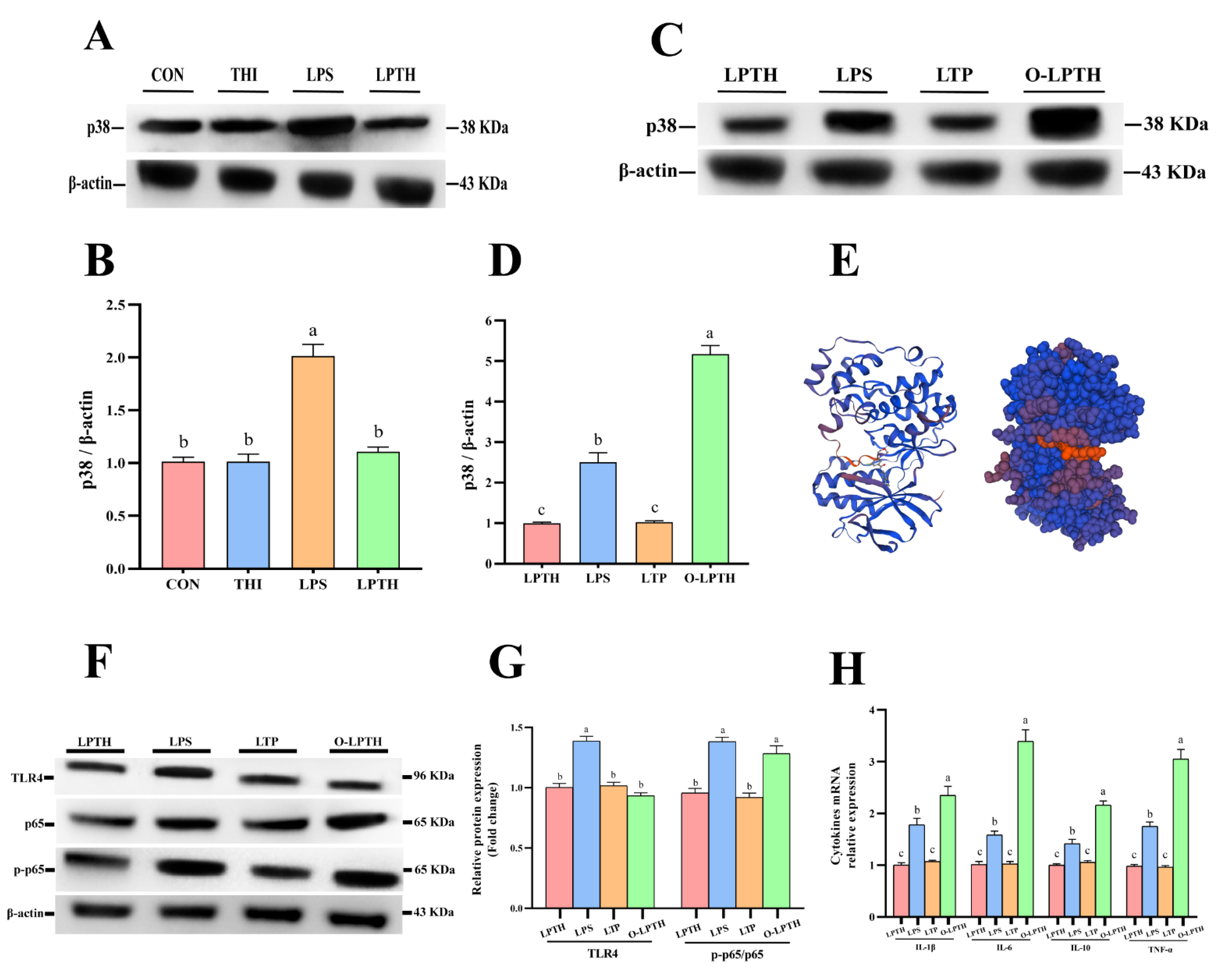 Antioxidants 11 02048 g007 Antioxidants 11 02048 g007