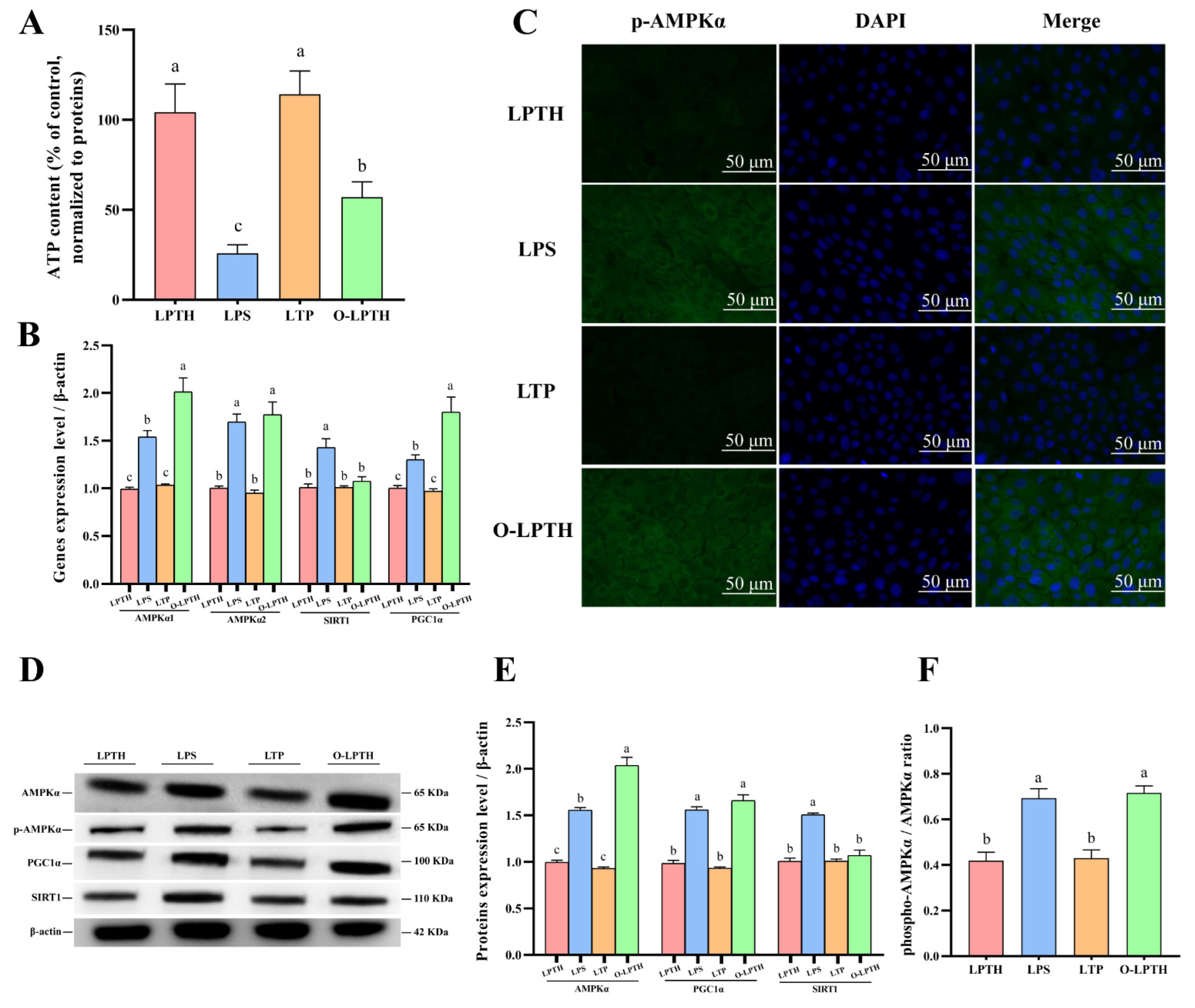 Antioxidants 11 02048 g008 Antioxidants 11 02048 g008