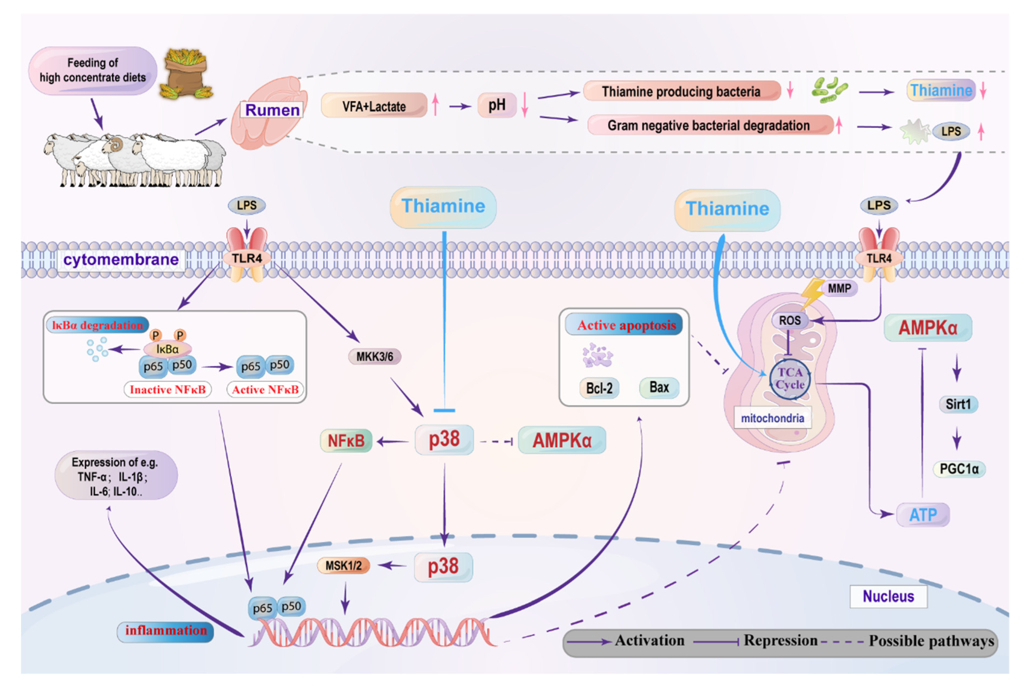 Antioxidants 11 02048 g009 Antioxidants 11 02048 g009