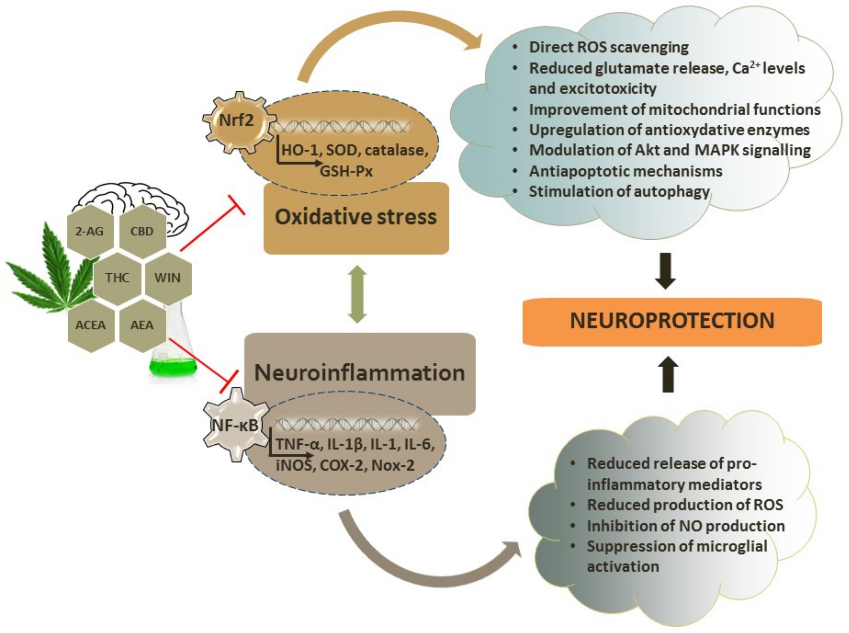 Antioxidants 11 02049 g002