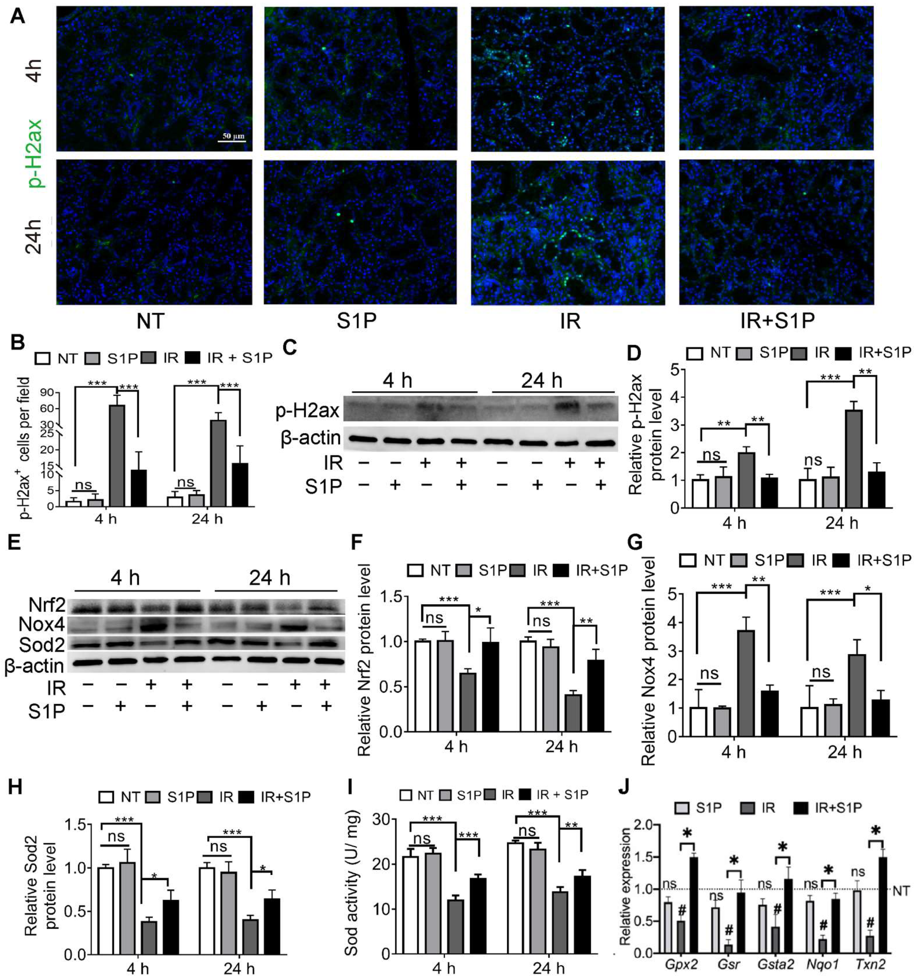 Antioxidants 11 02050 g003