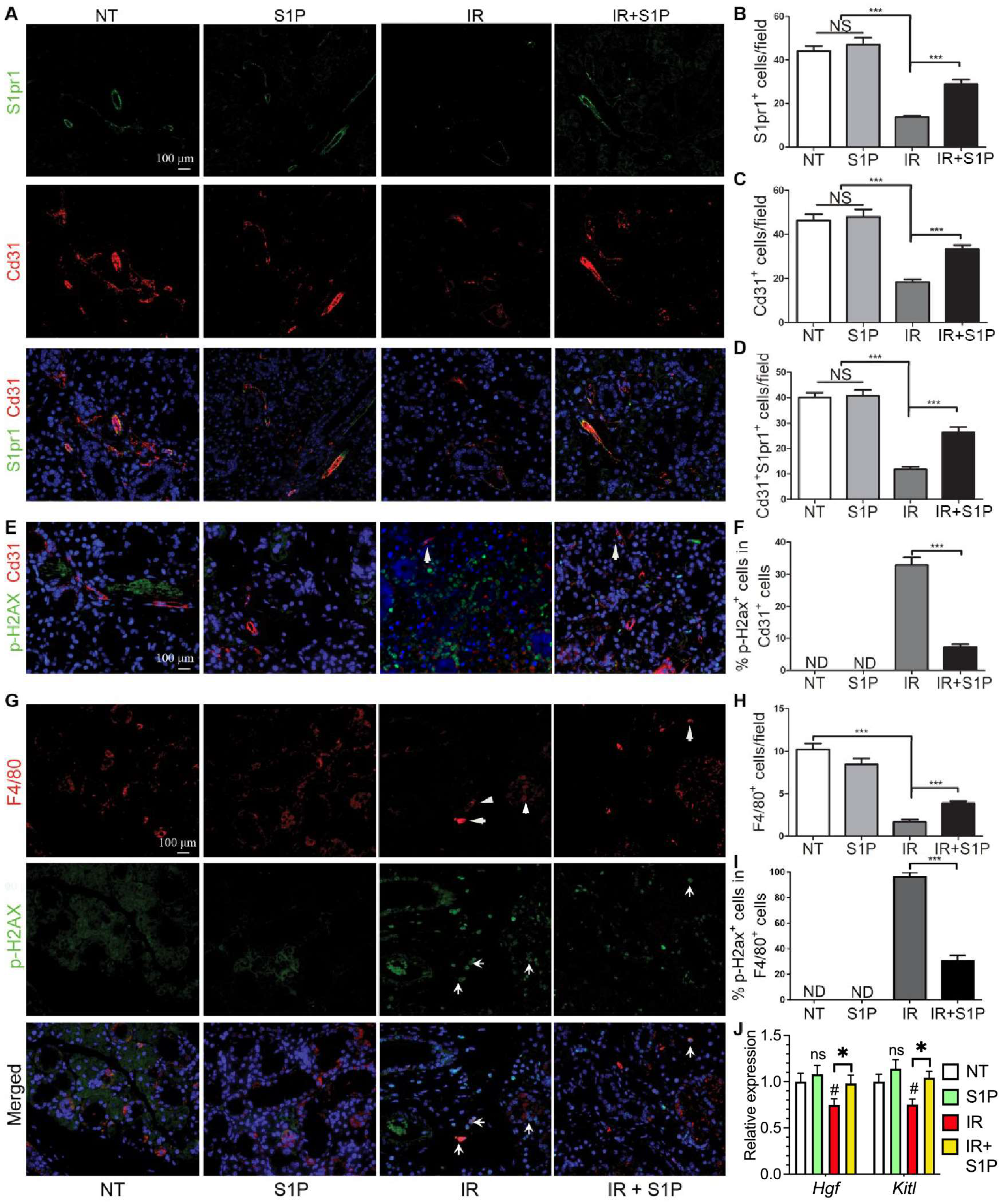 Antioxidants 11 02050 g005