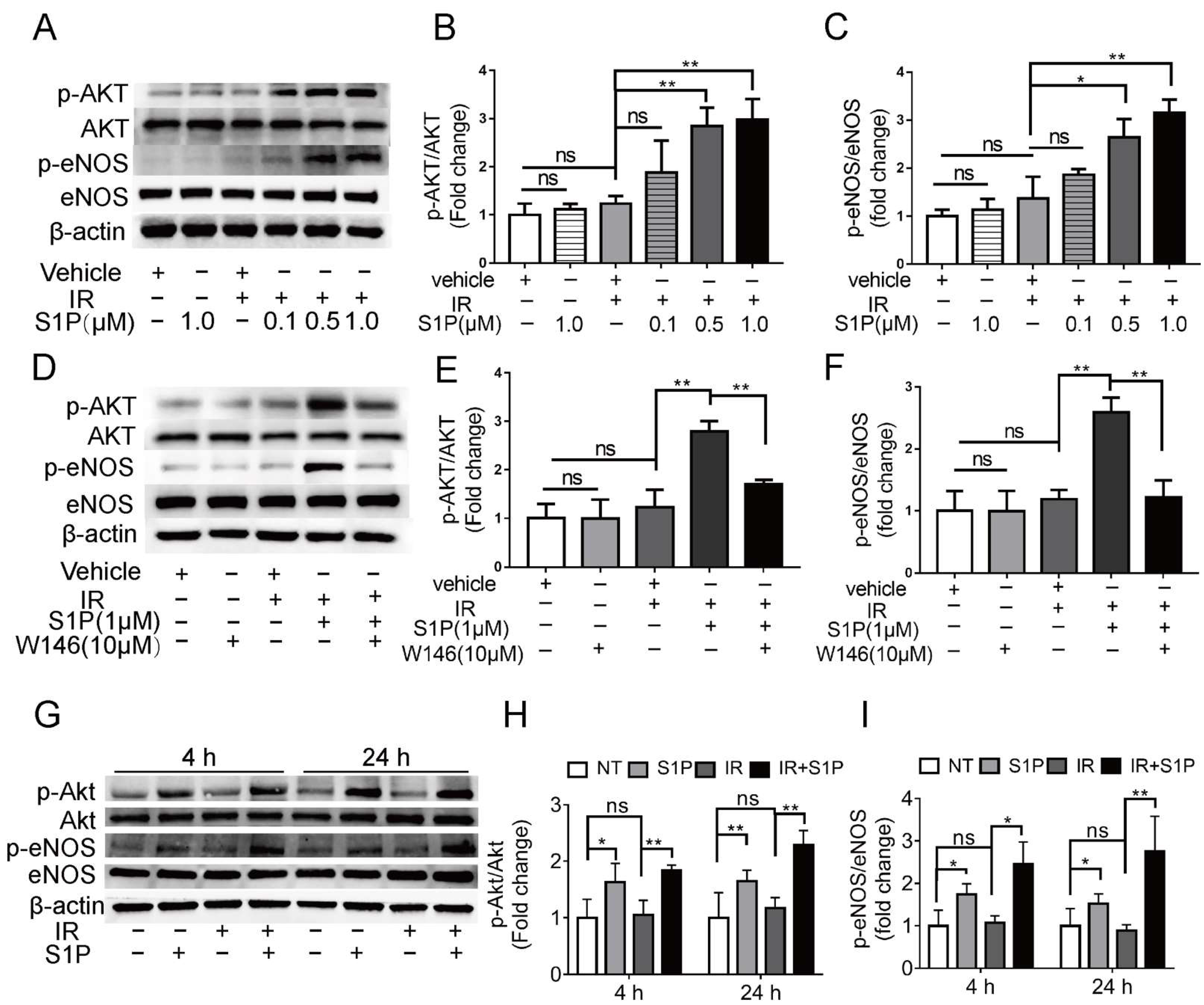 Antioxidants 11 02050 g006