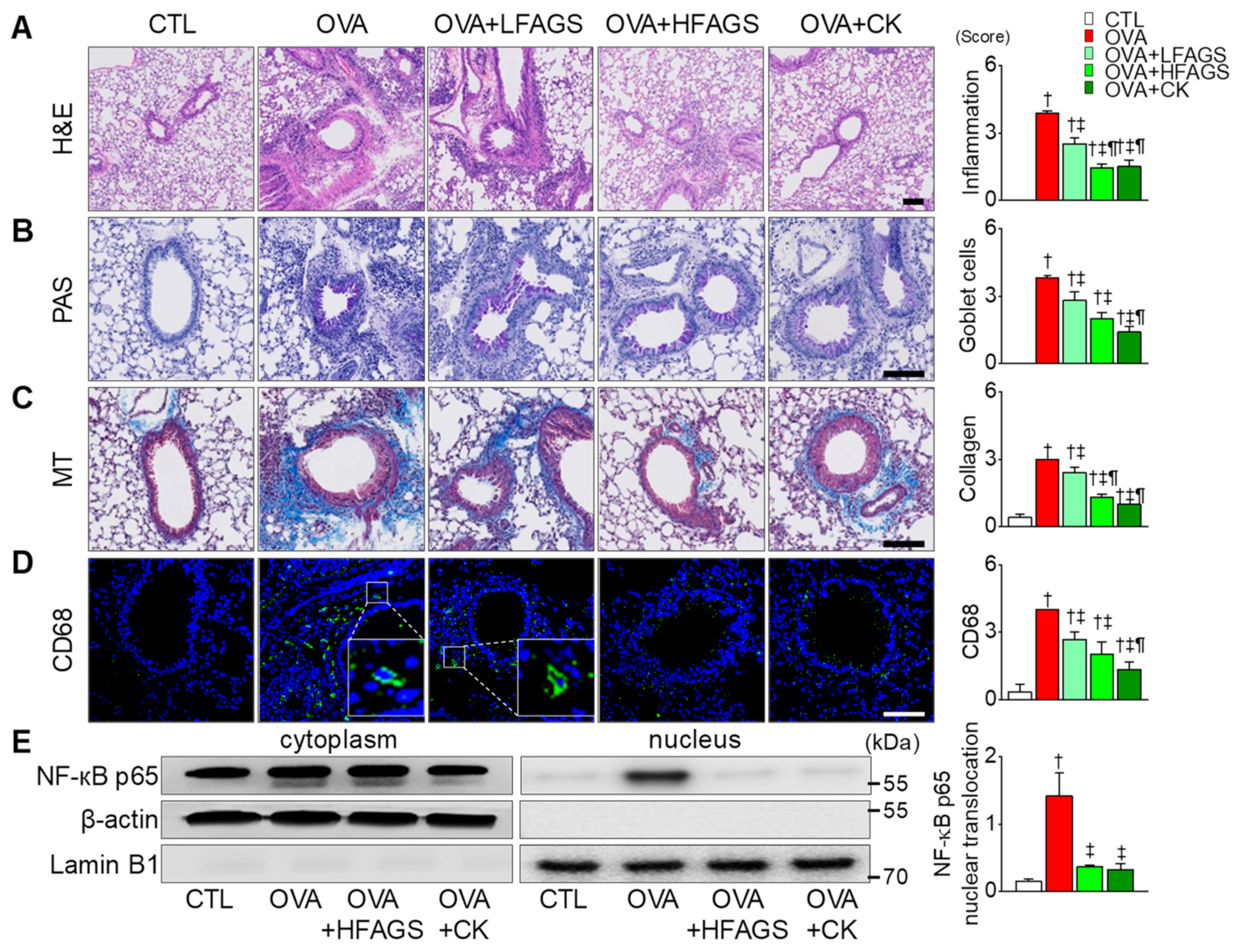 Antioxidants 11 02052 g004 Antioxidants 11 02052 g004