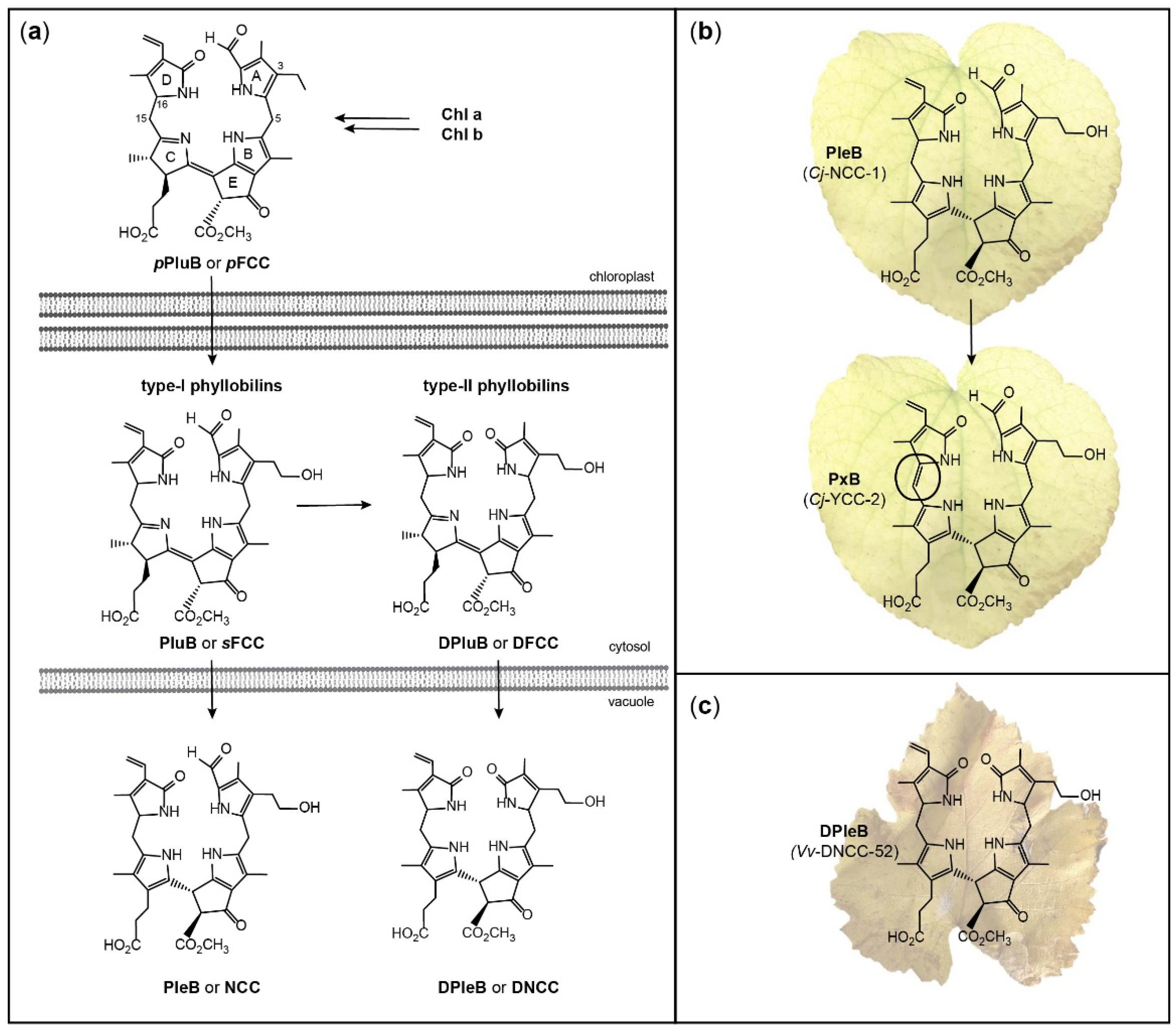 Antioxidants 11 02056 sch001