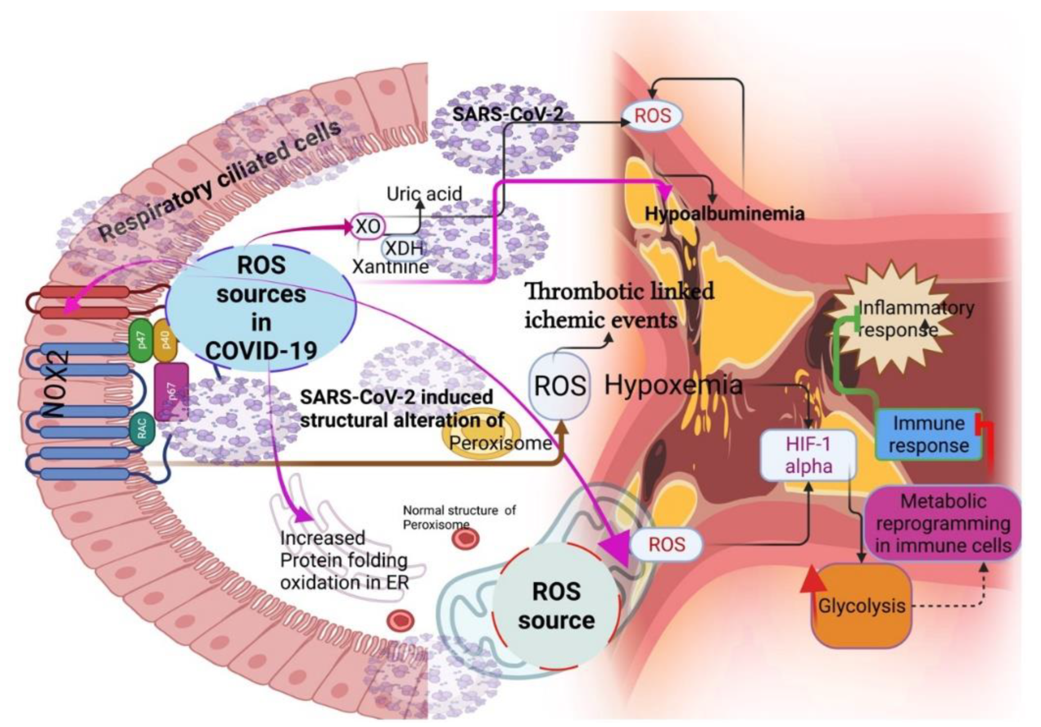 Antioxidants 11 02061 g002 Antioxidants 11 02061 g002
