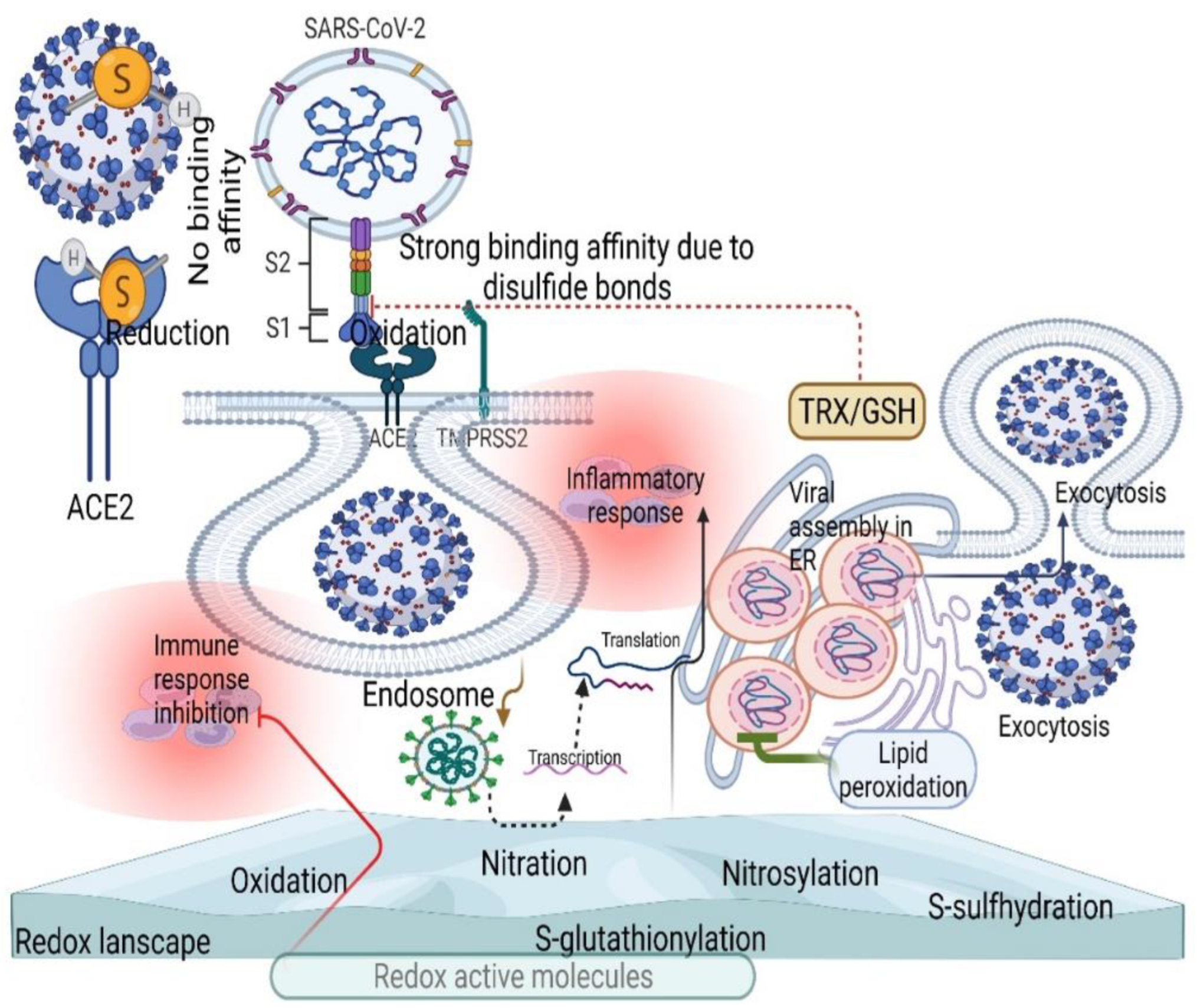 Antioxidants 11 02061 g004 Antioxidants 11 02061 g004