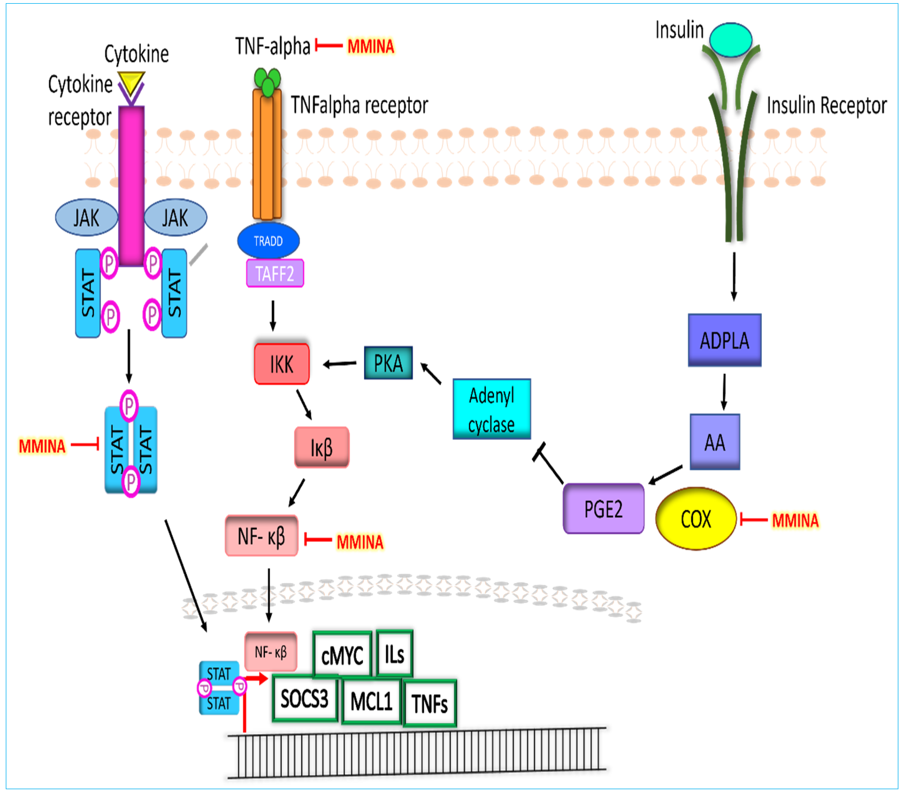 Antioxidants 11 02063 g007