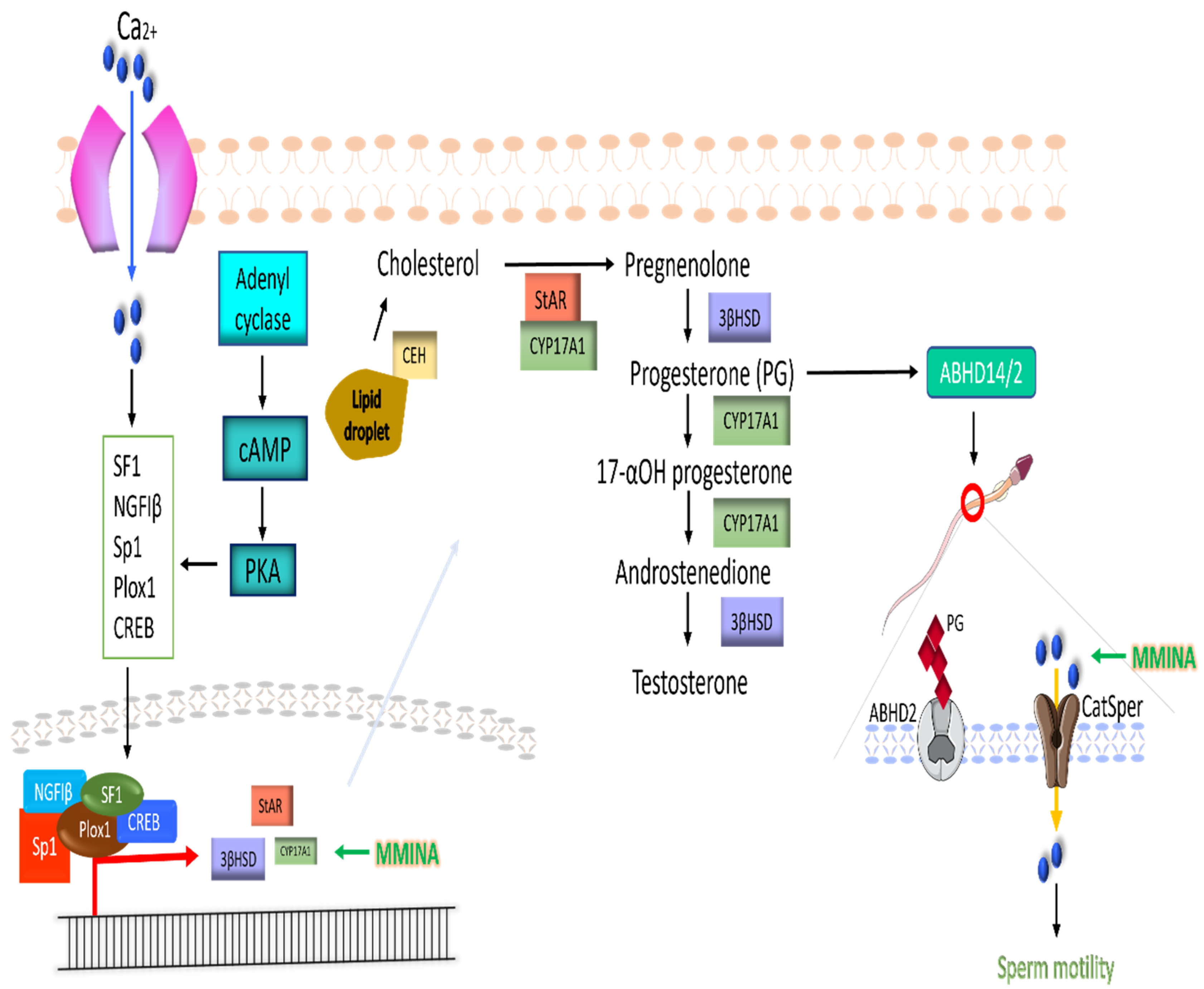 Antioxidants 11 02063 g009