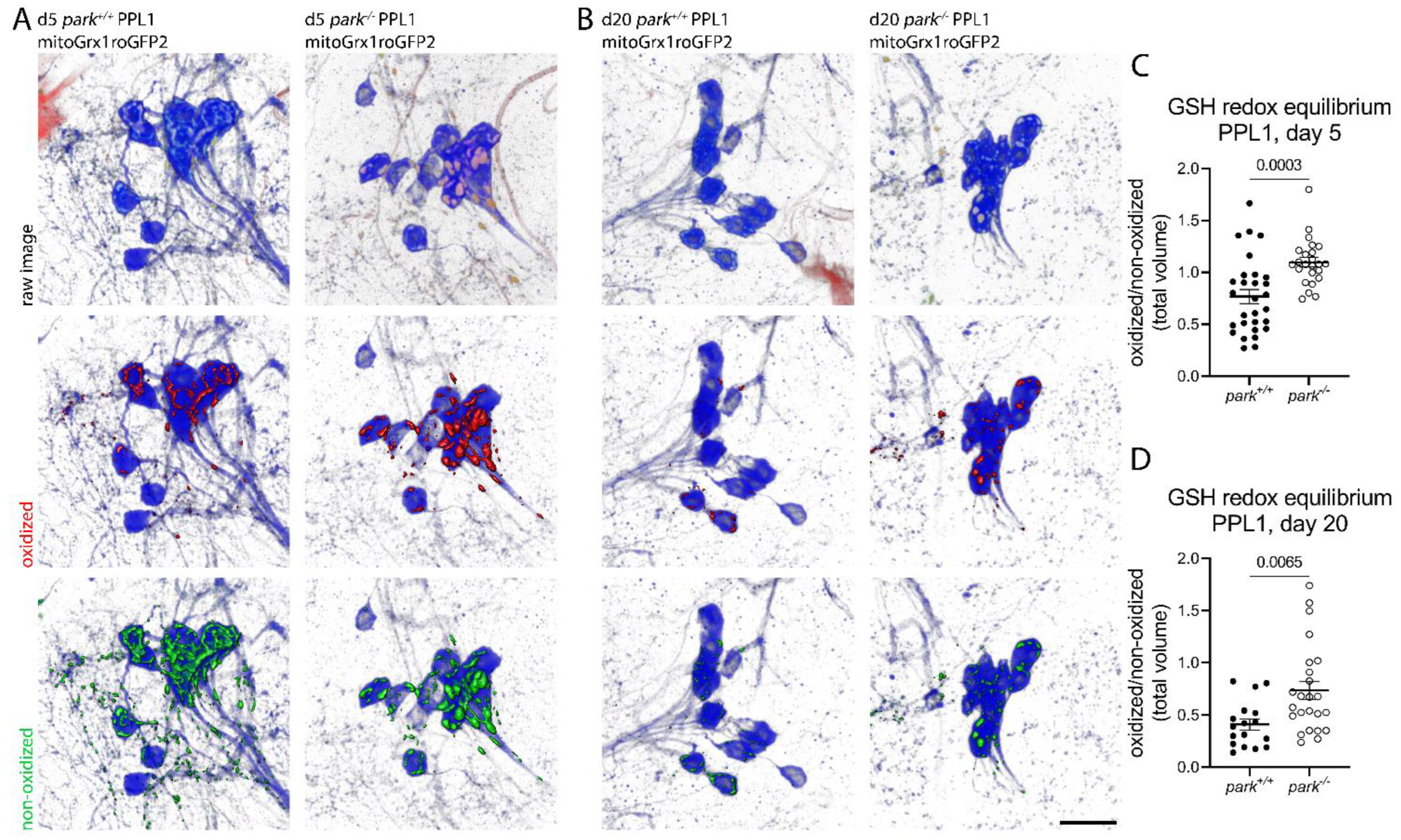 Antioxidants 11 02068 g002