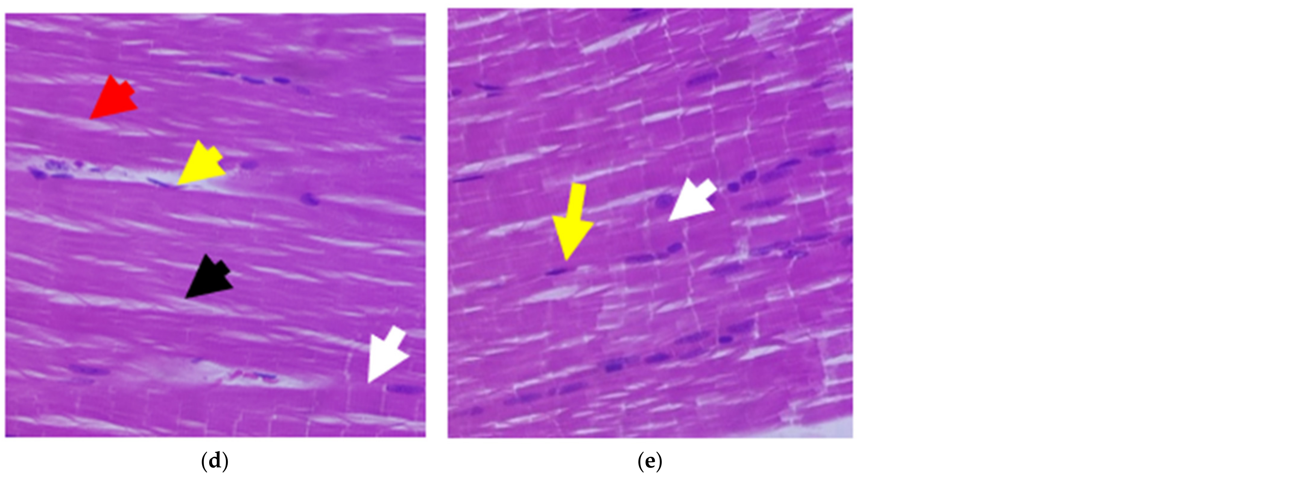 Antioxidants 11 02081 g009b