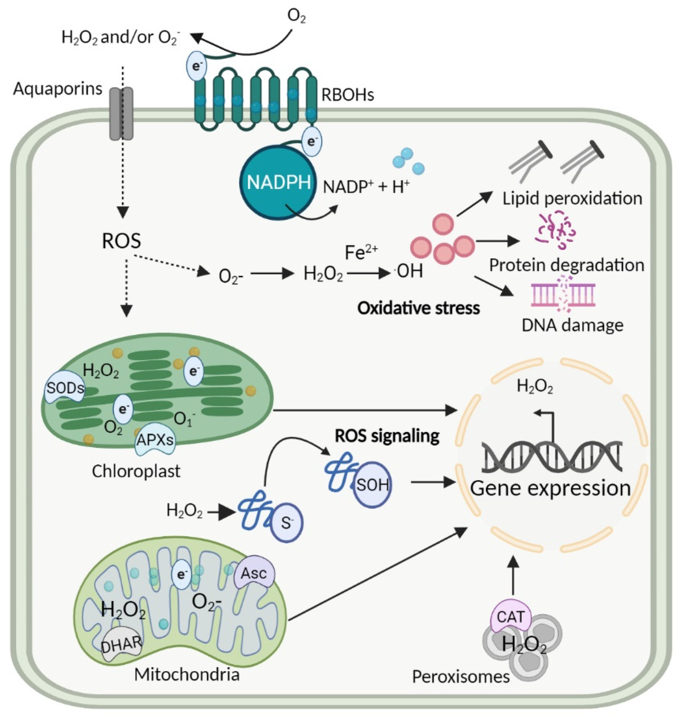 Antioxidants 11 02085 g001
