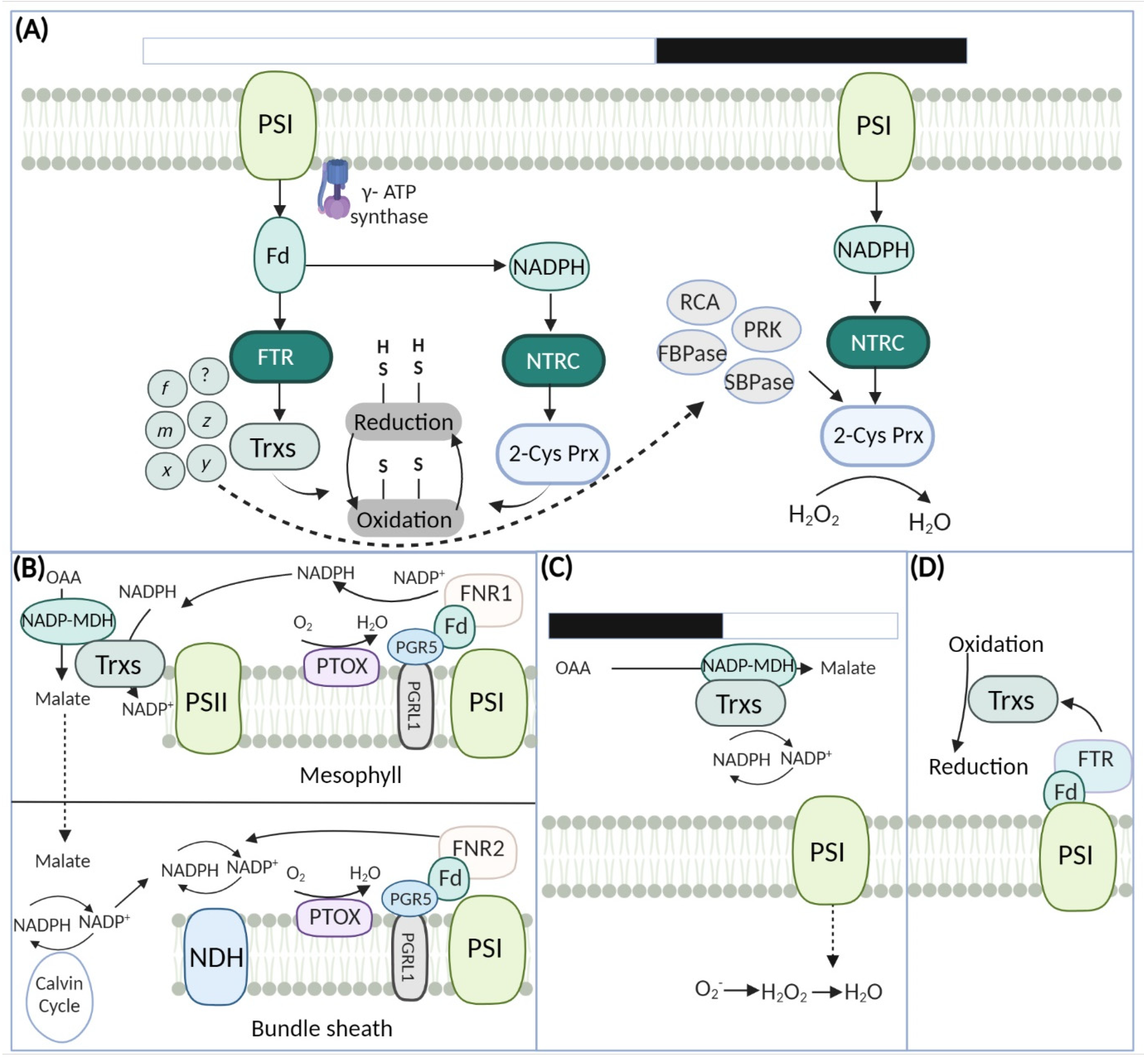 Antioxidants 11 02085 g004