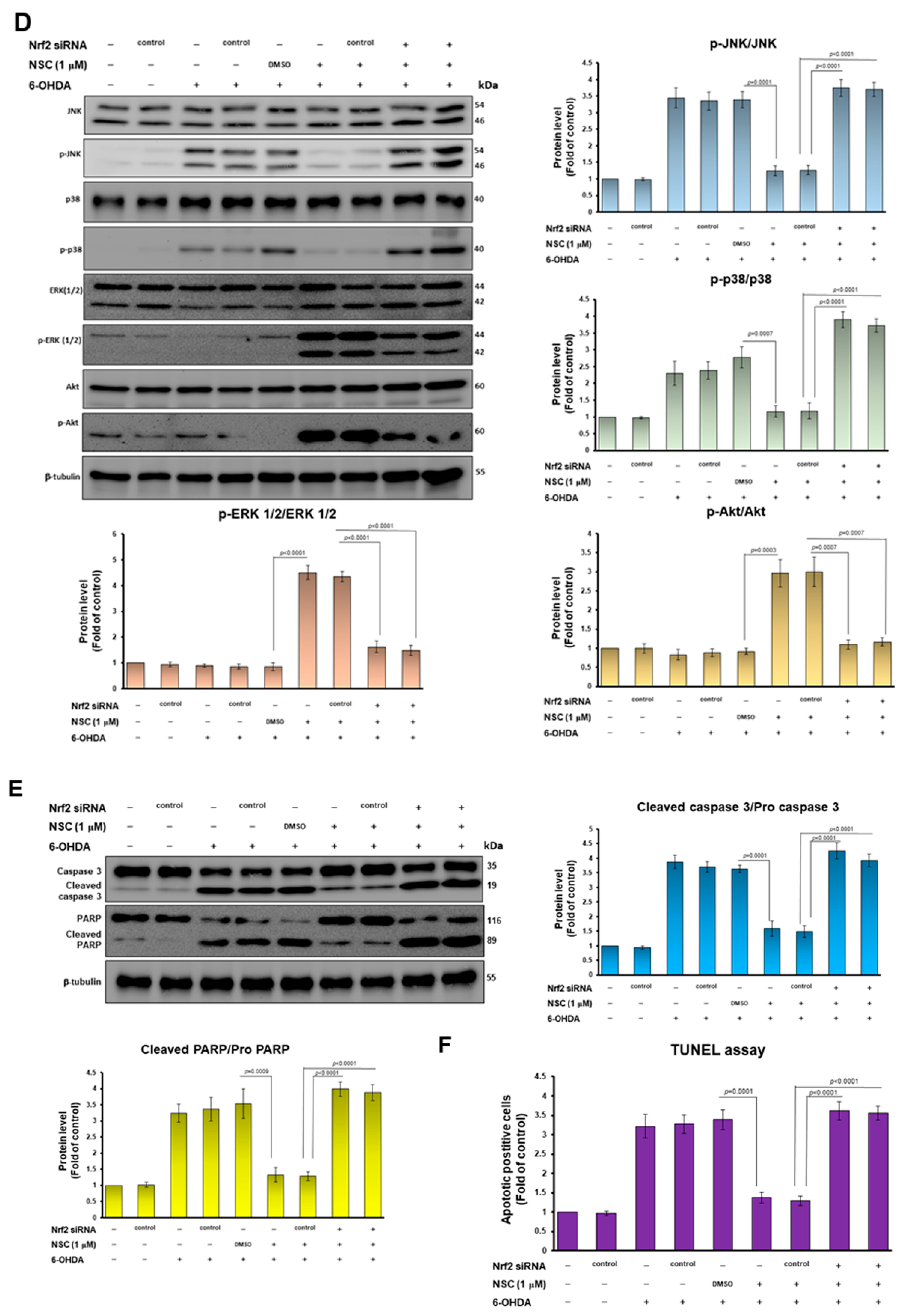 Antioxidants 11 02089 g007b Antioxidants 11 02089 g007b
