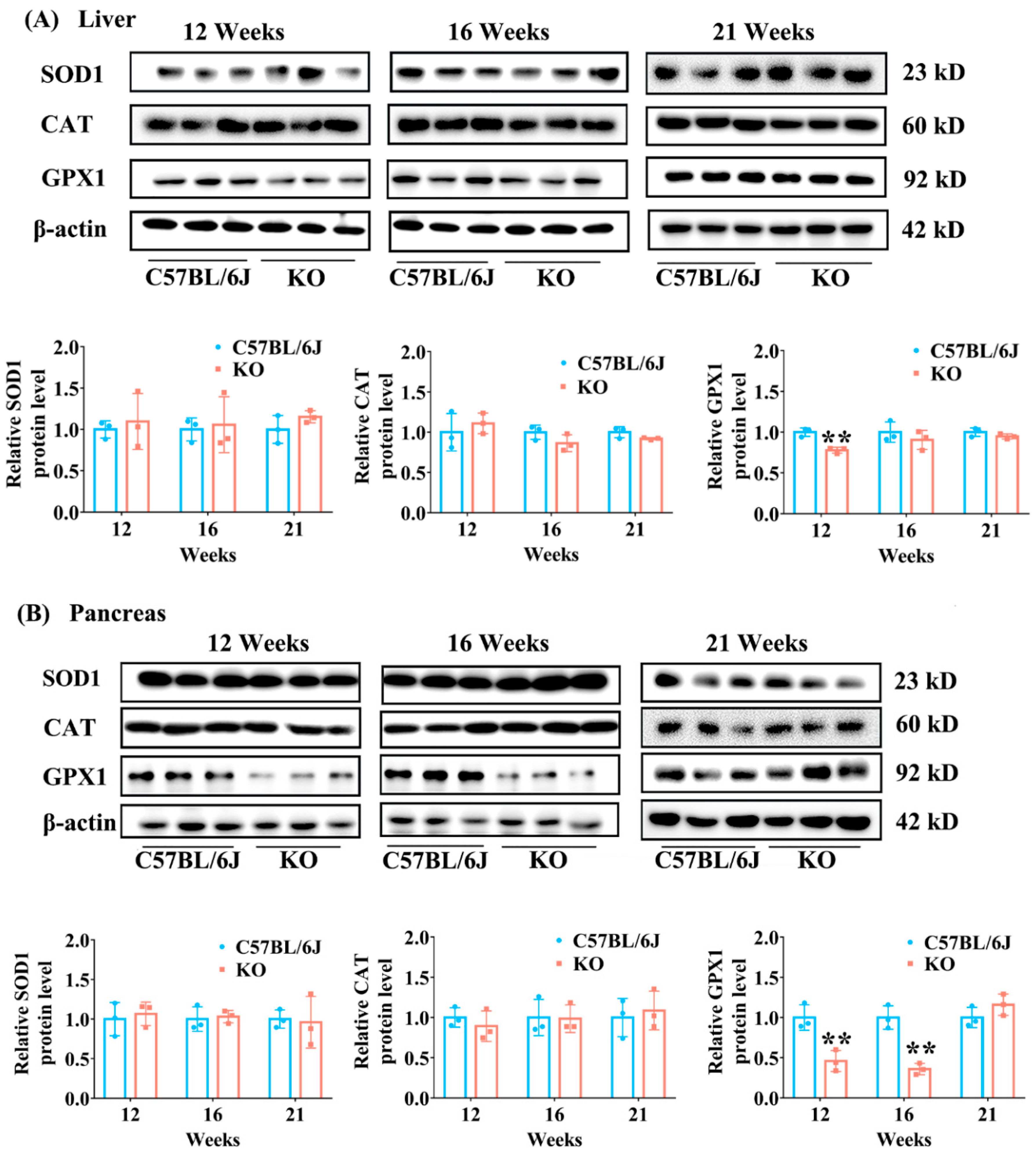 Antioxidants 11 02105 g007