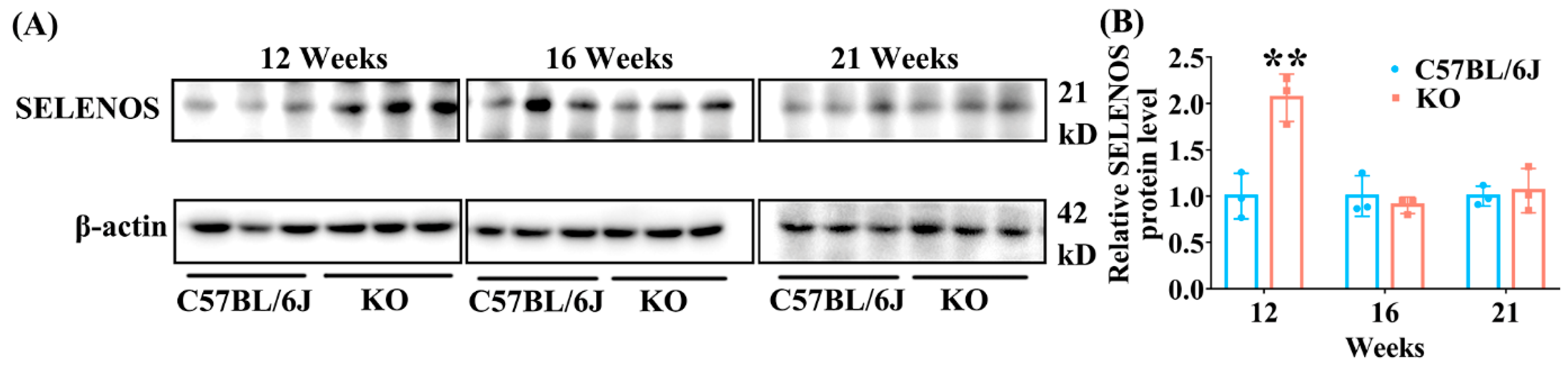 Antioxidants 11 02105 g008