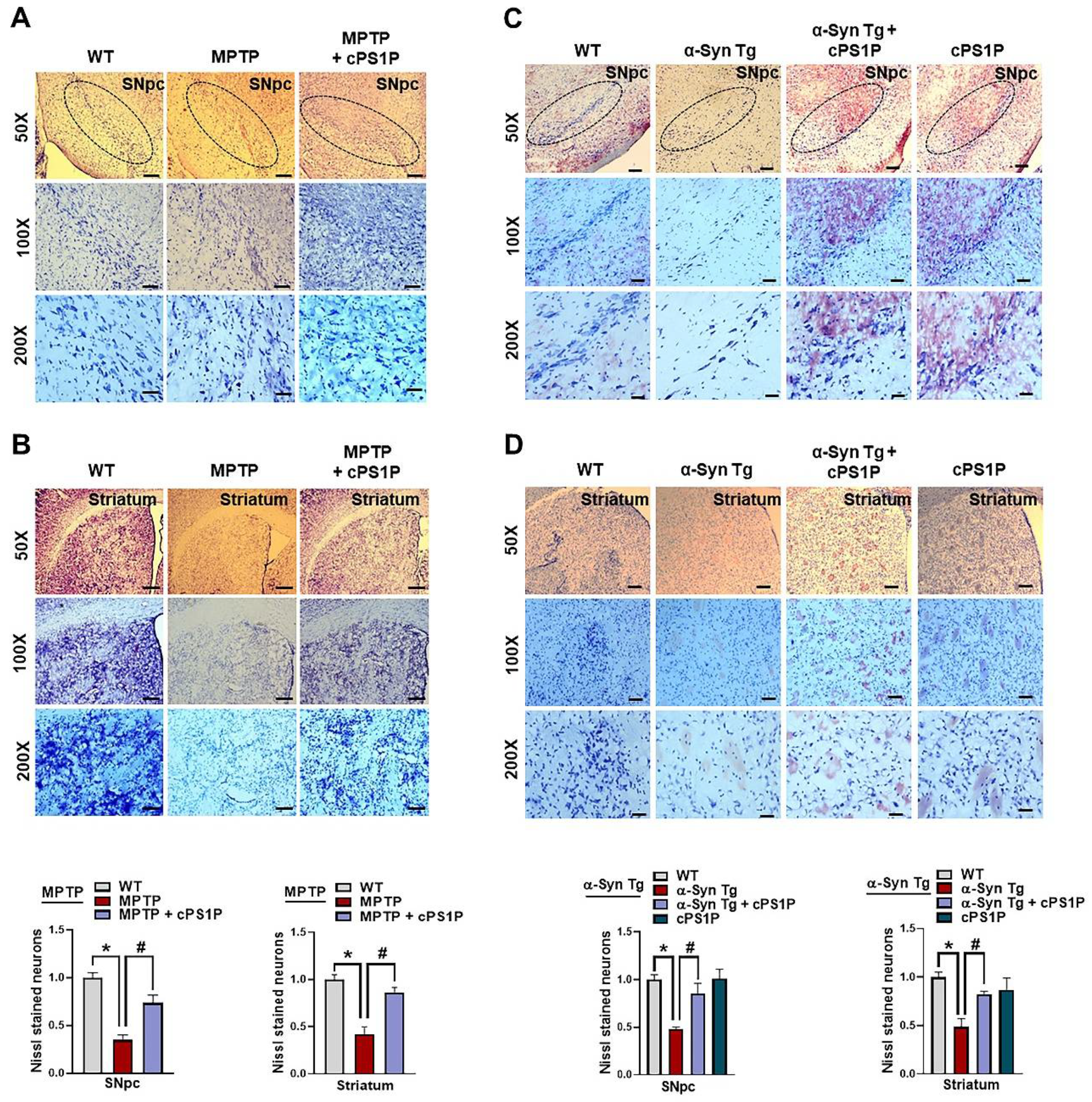 Antioxidants 11 02107 g008 Antioxidants 11 02107 g008