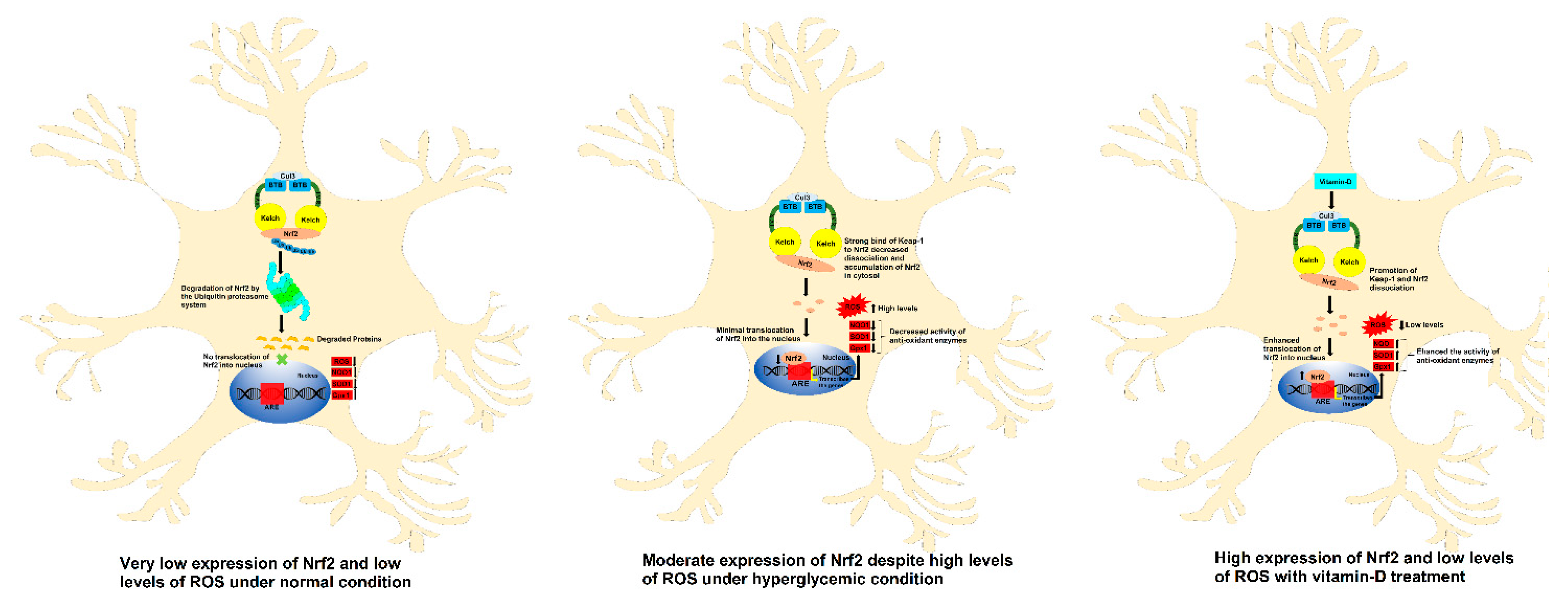 Antioxidants 11 02114 g008 Antioxidants 11 02114 g008
