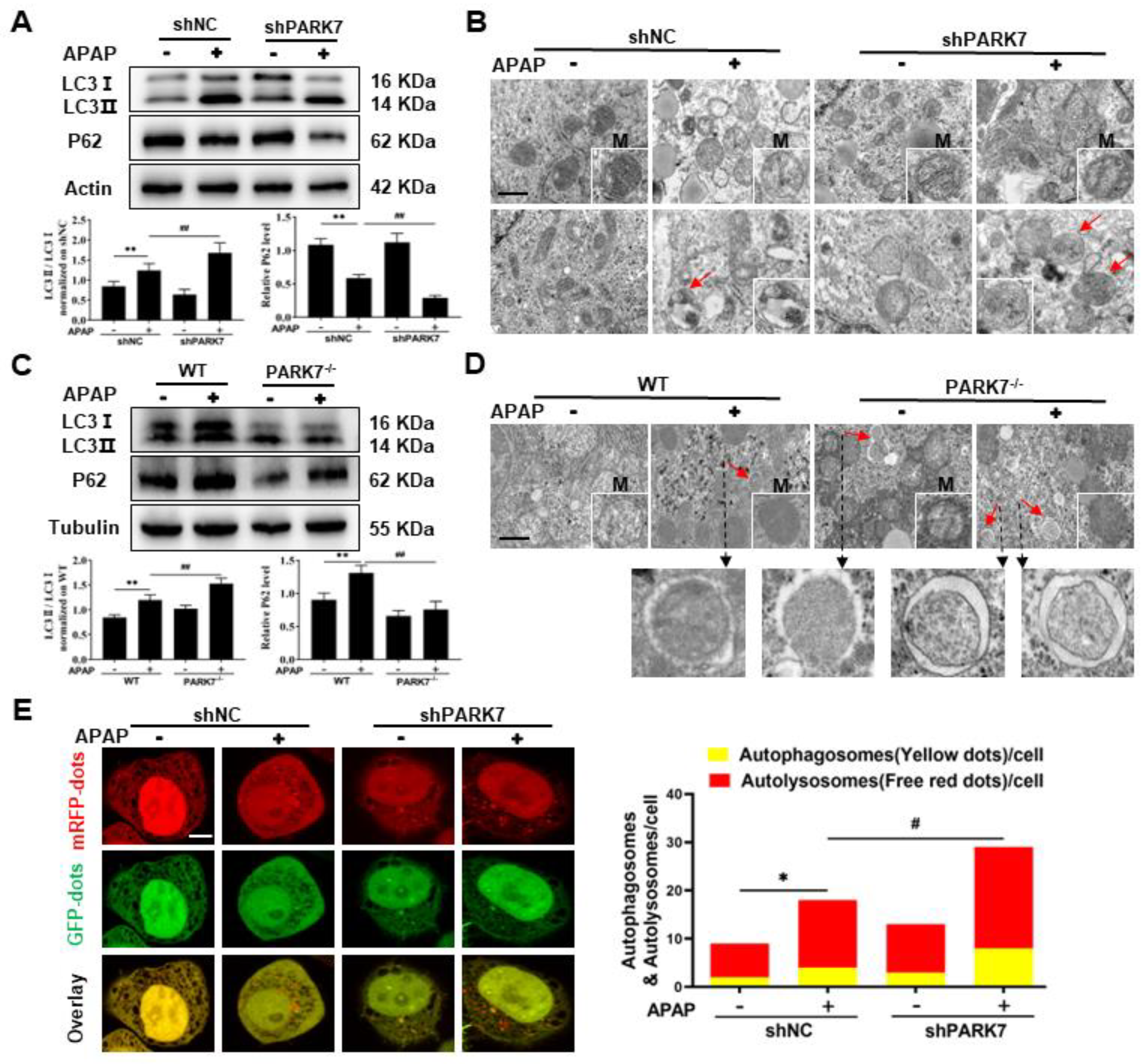 Antioxidants 11 02128 g004