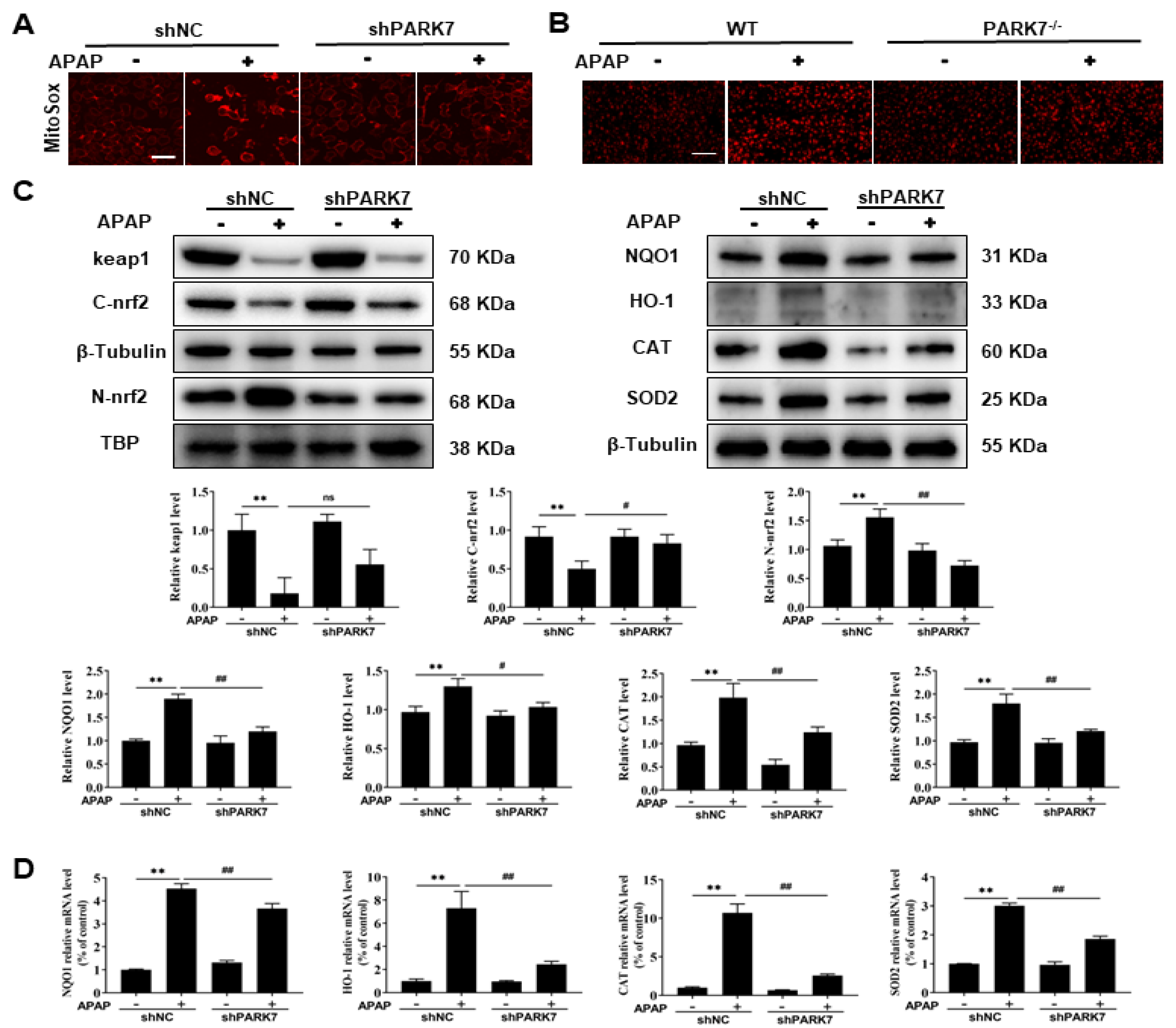 Antioxidants 11 02128 g005