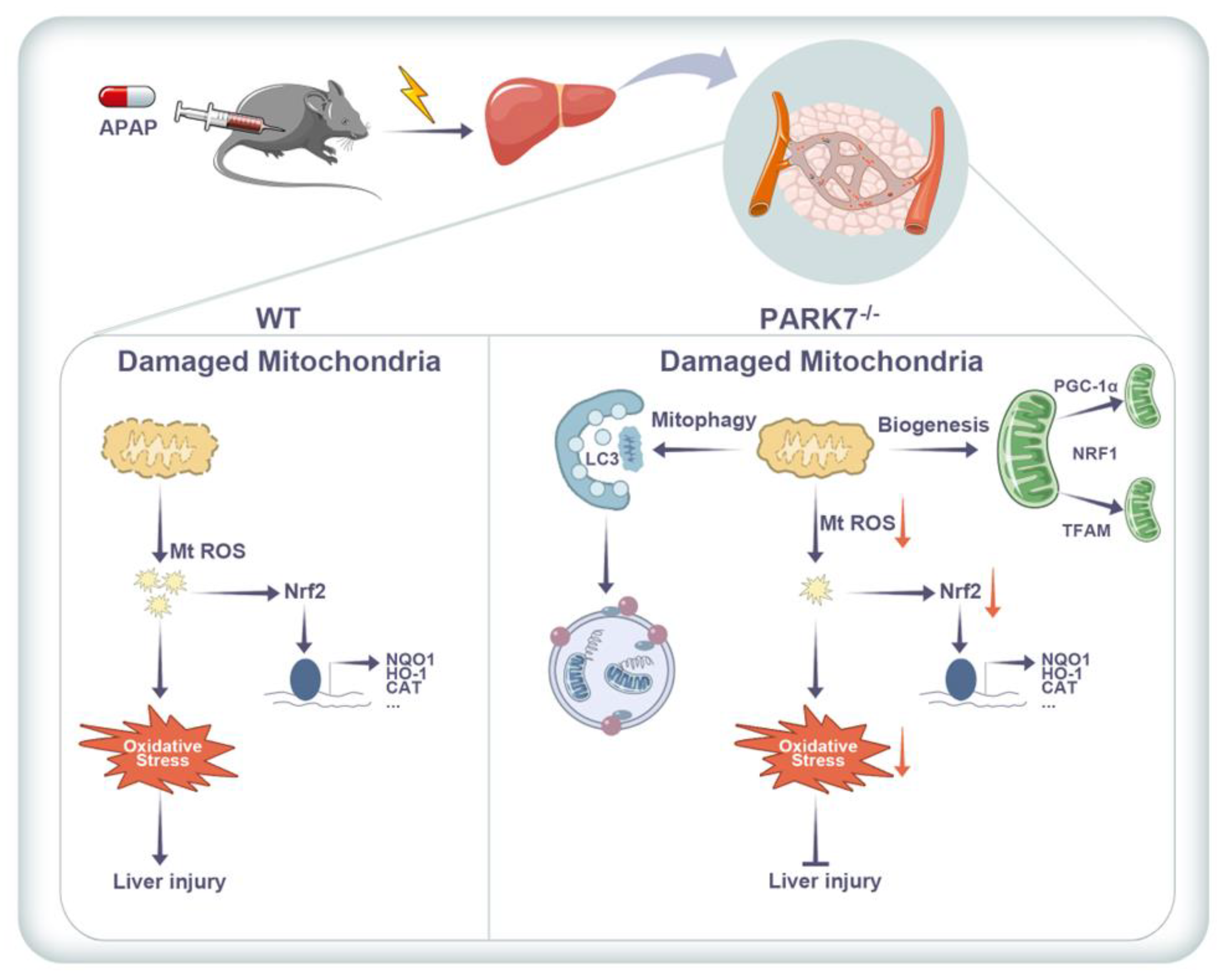 Antioxidants 11 02128 g007