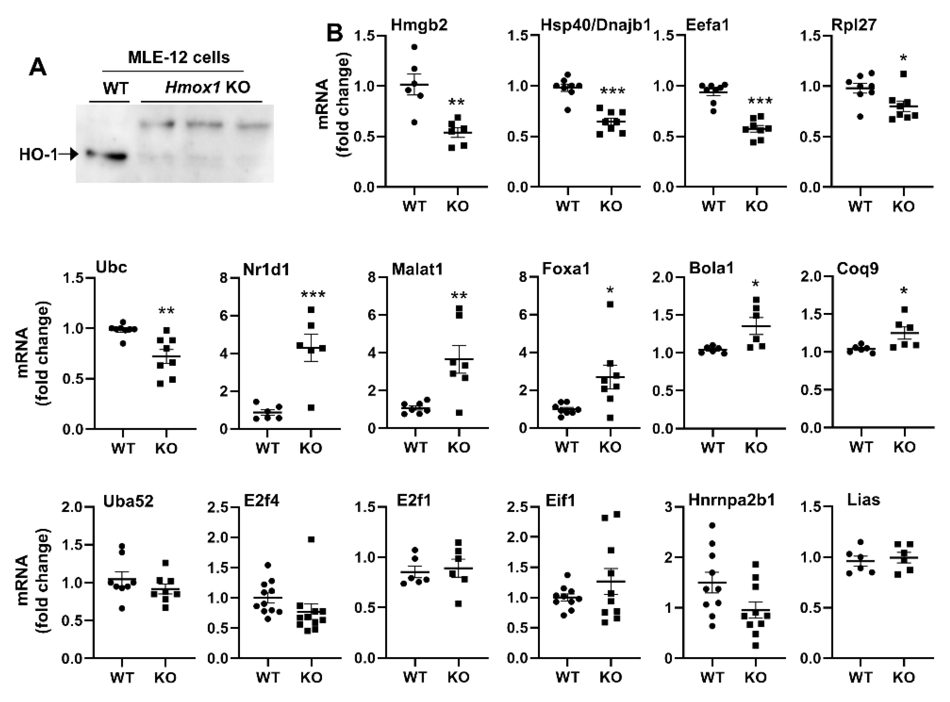 Antioxidants 11 02135 g006 Antioxidants 11 02135 g006