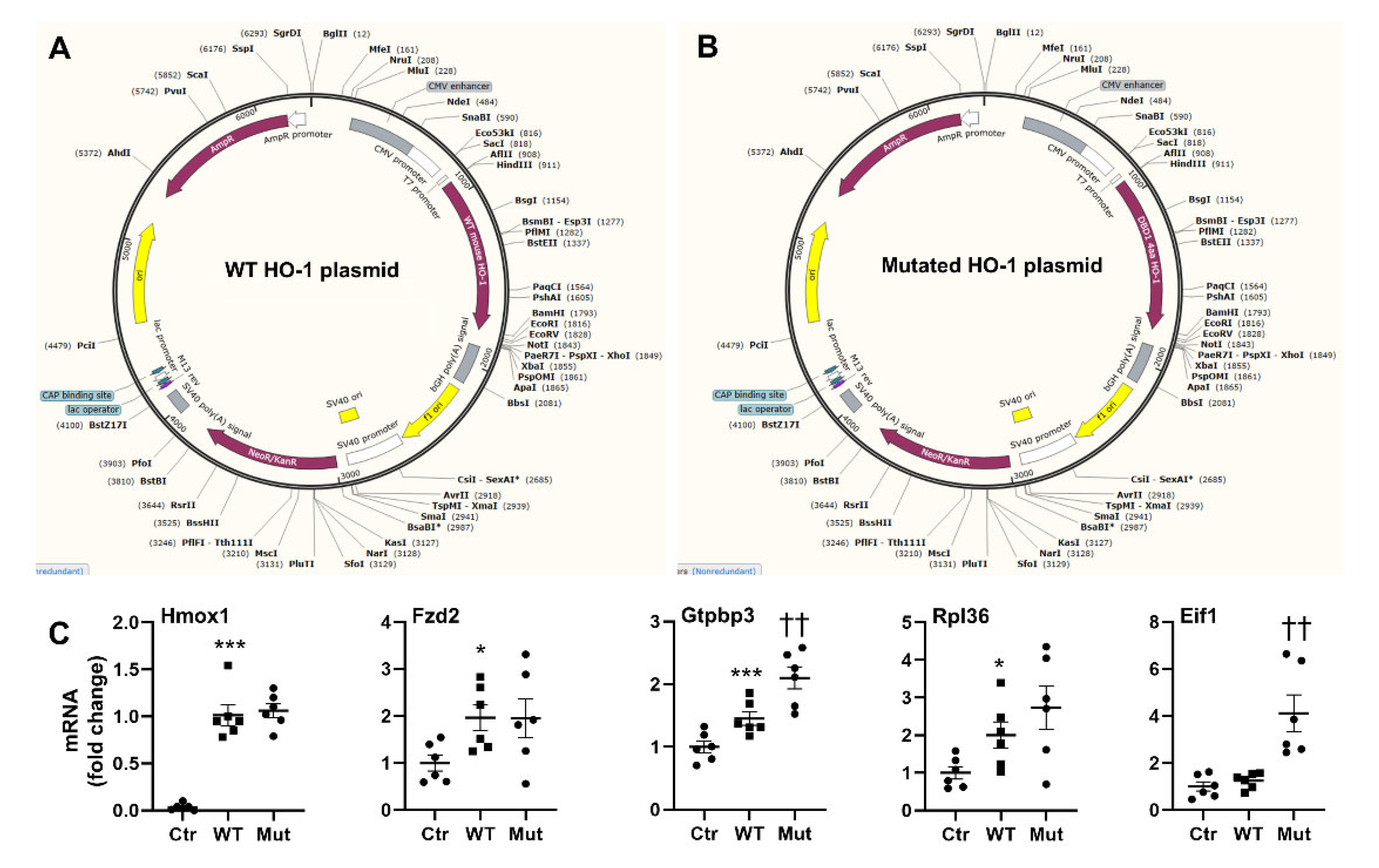 Antioxidants 11 02135 g007 Antioxidants 11 02135 g007