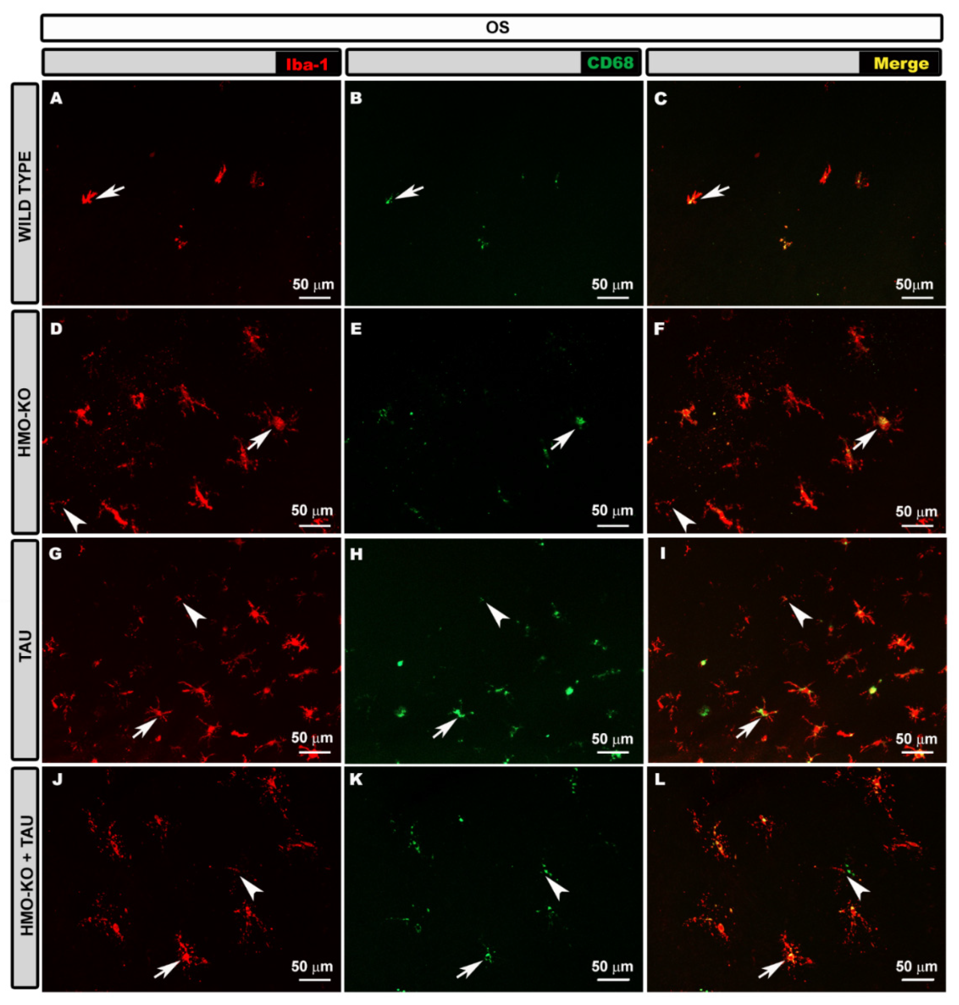 Antioxidants 11 02151 g002