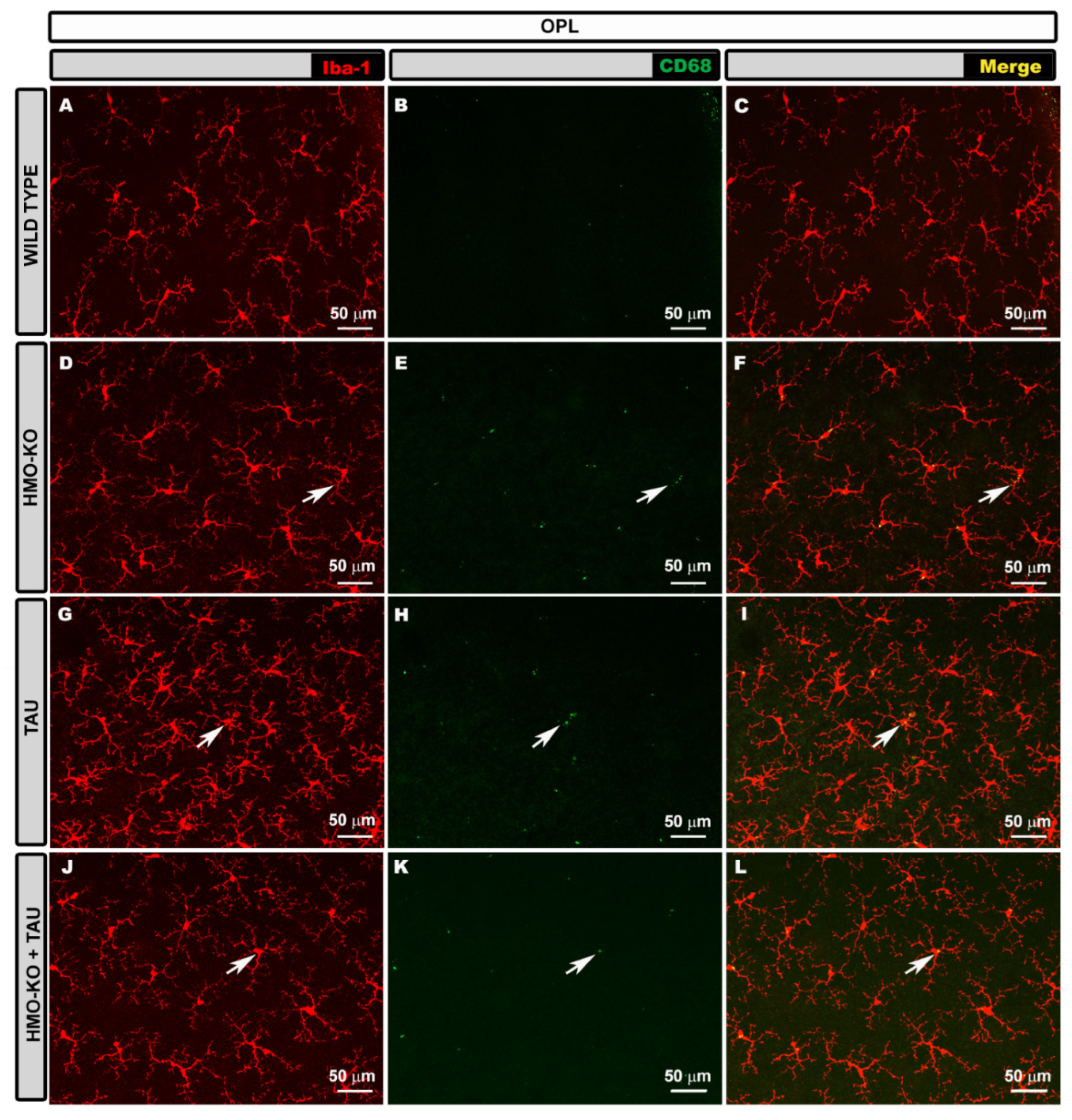 Antioxidants 11 02151 g003