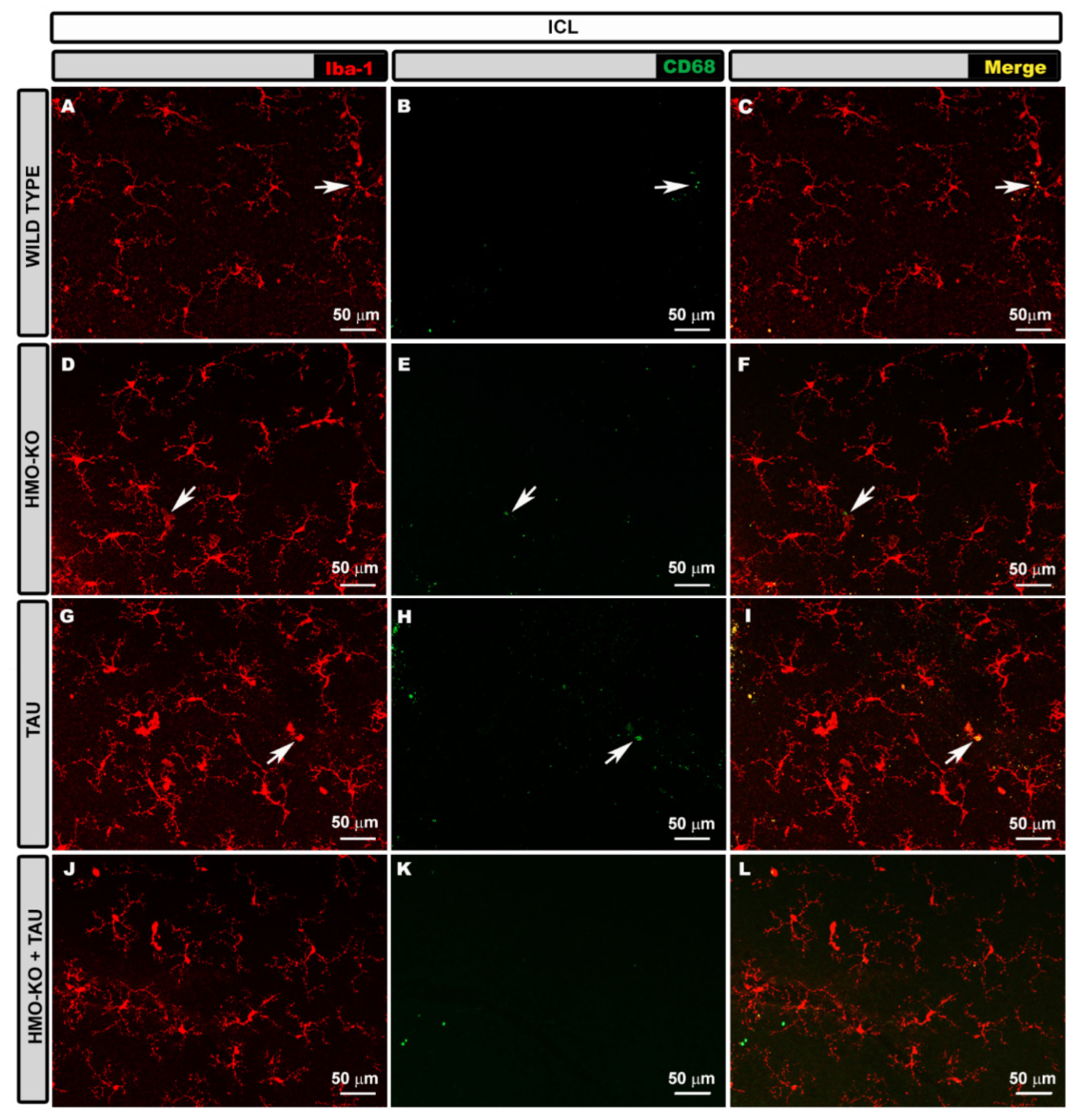 Antioxidants 11 02151 g004