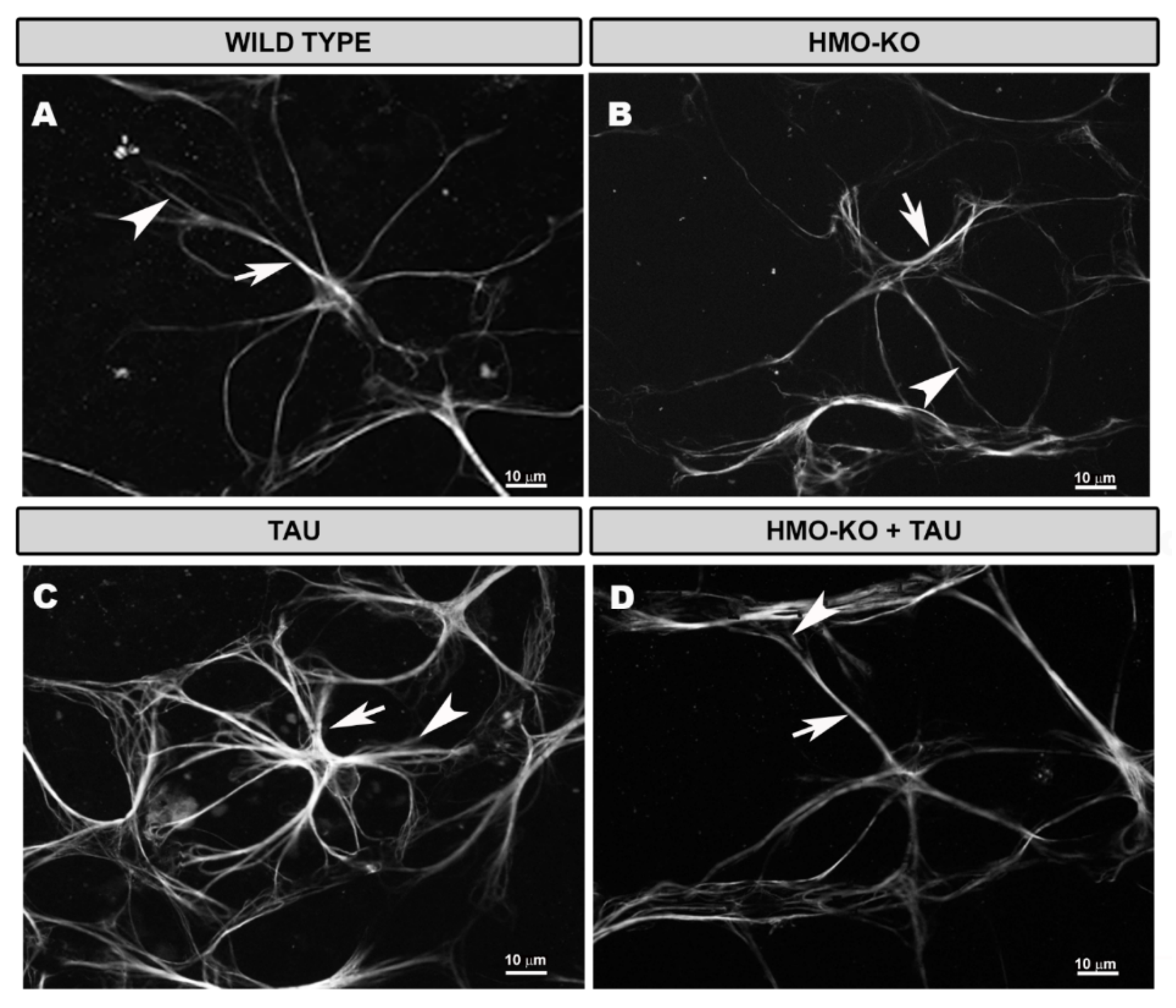 Antioxidants 11 02151 g010