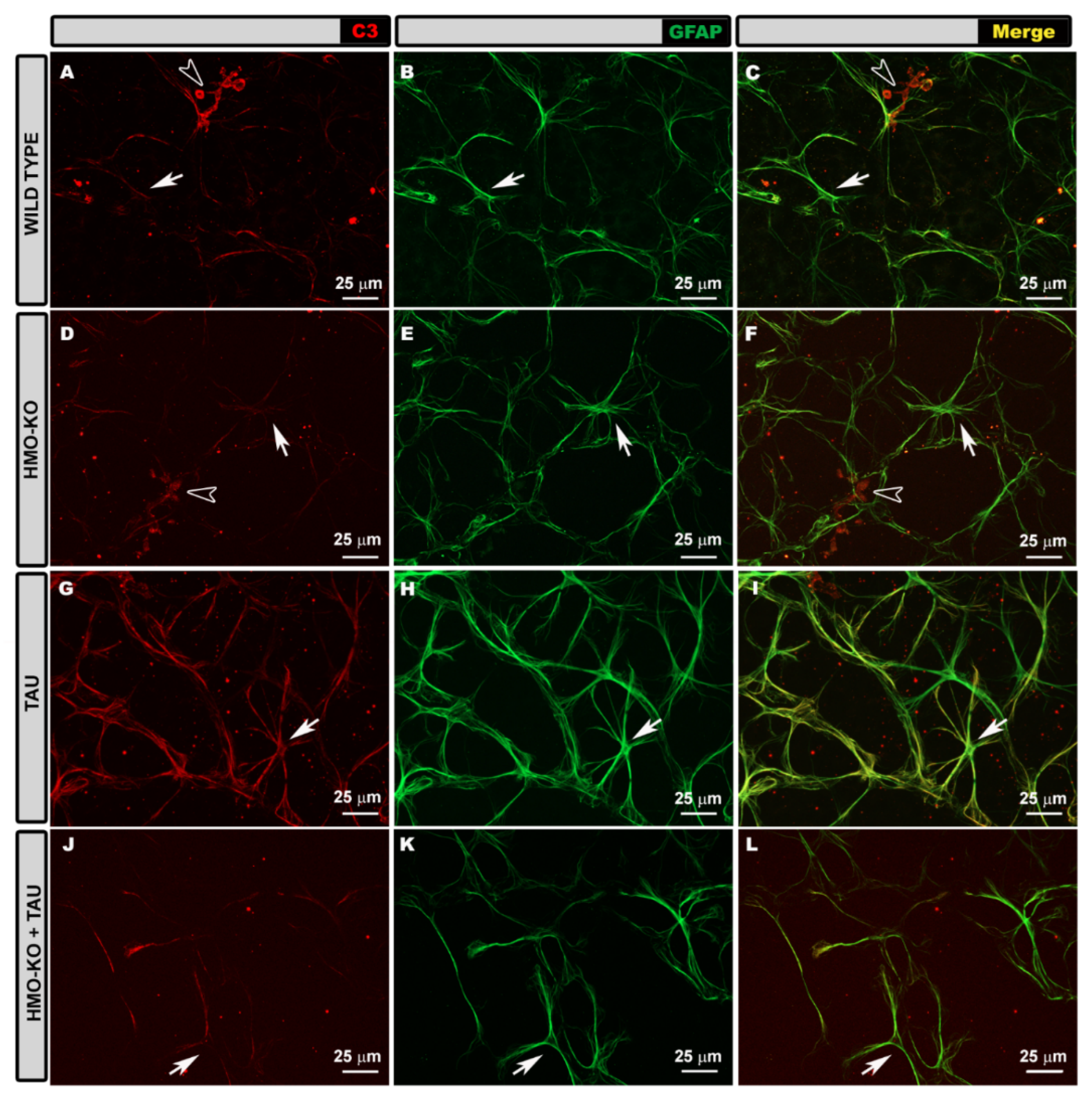 Antioxidants 11 02151 g011