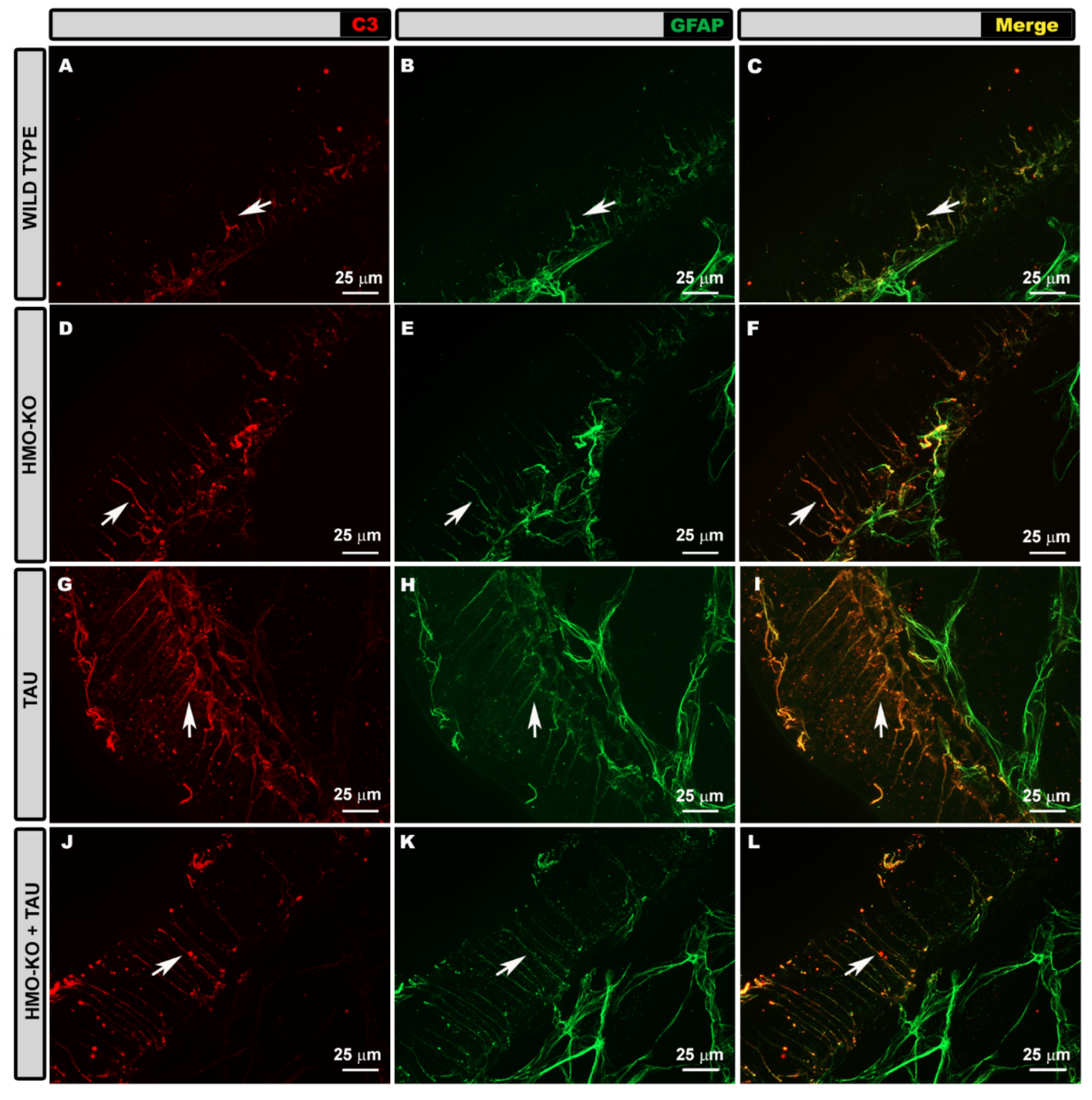 Antioxidants 11 02151 g012