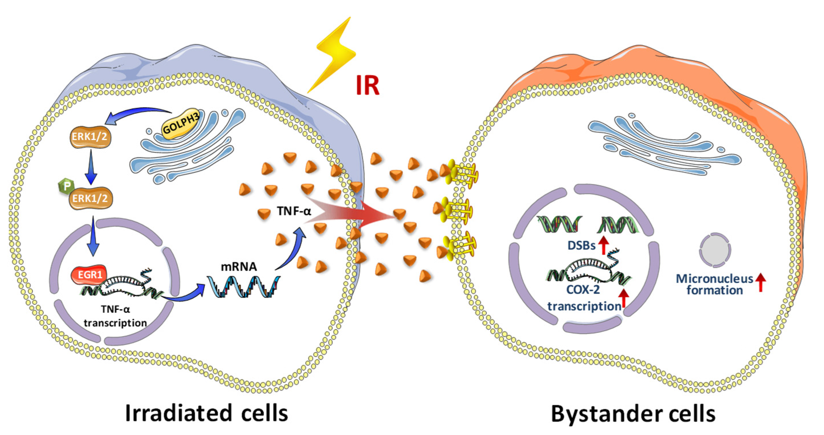 Antioxidants 11 02172 g005