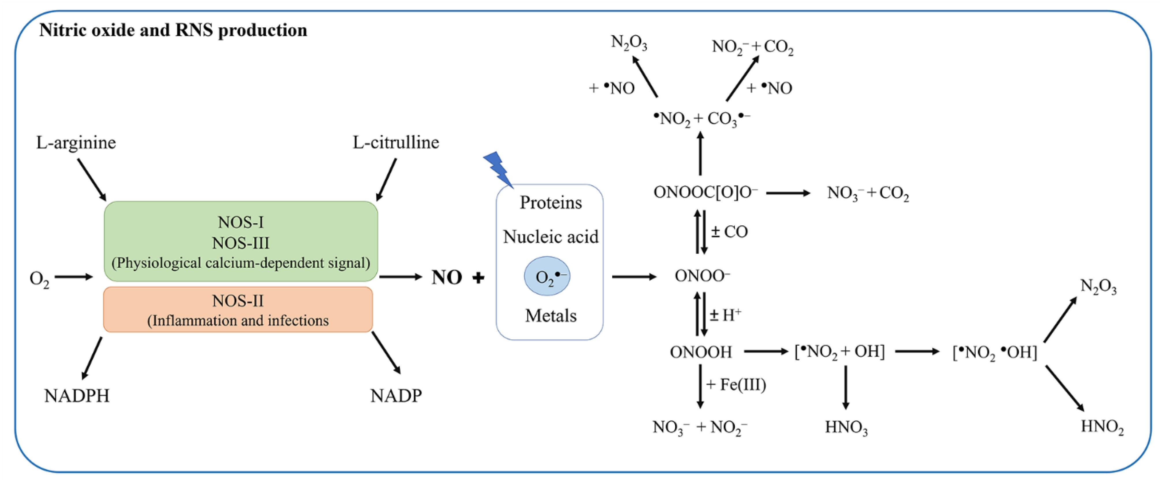 Antioxidants 11 02176 g001