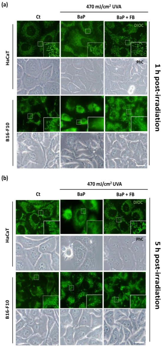Antioxidants 11 02185 g004 Antioxidants 11 02185 g004