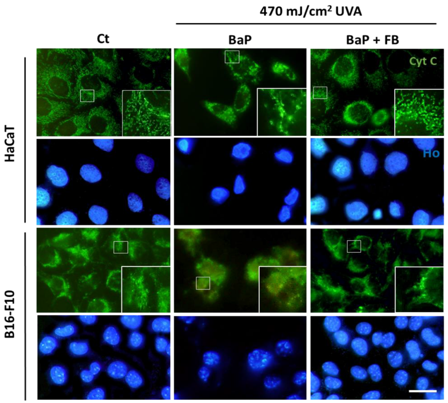 Antioxidants 11 02185 g005 Antioxidants 11 02185 g005