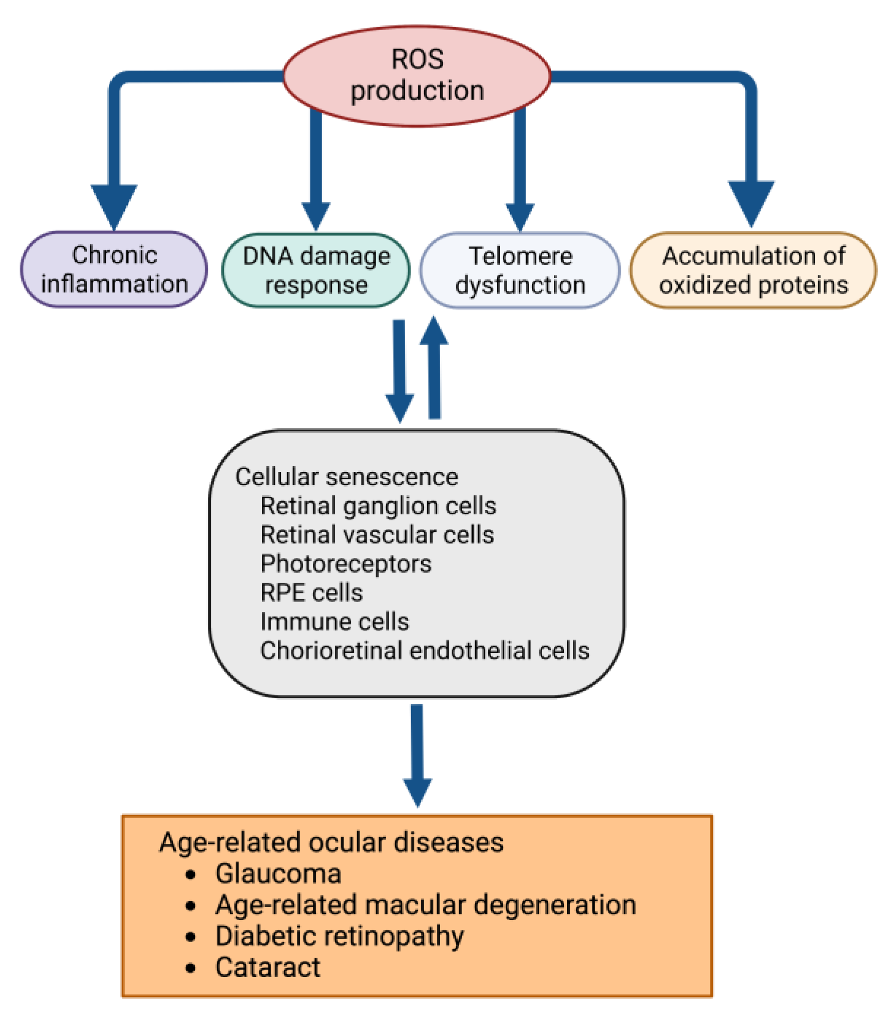 Antioxidants 11 02189 g001 Antioxidants 11 02189 g001