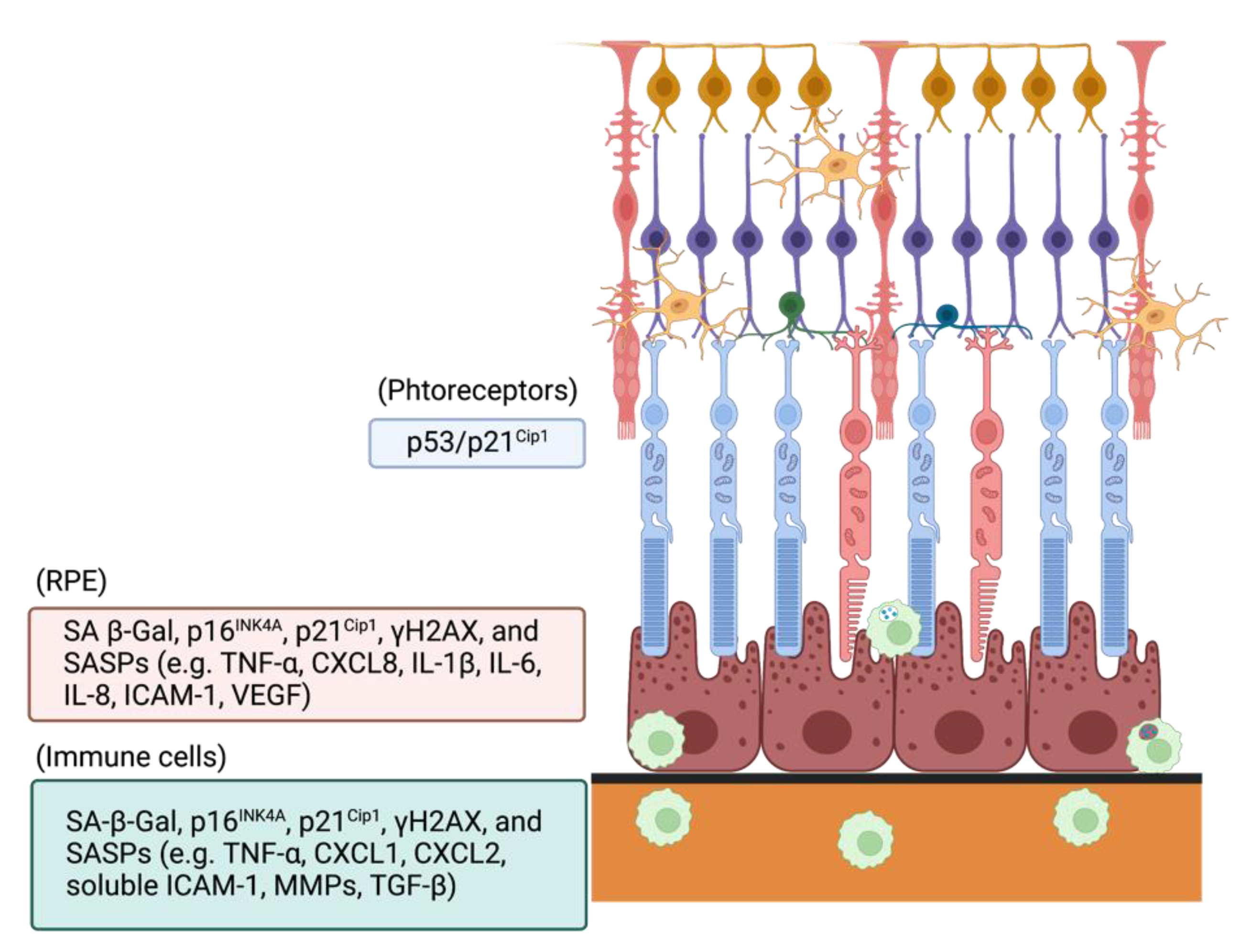 Antioxidants 11 02189 g003 Antioxidants 11 02189 g003