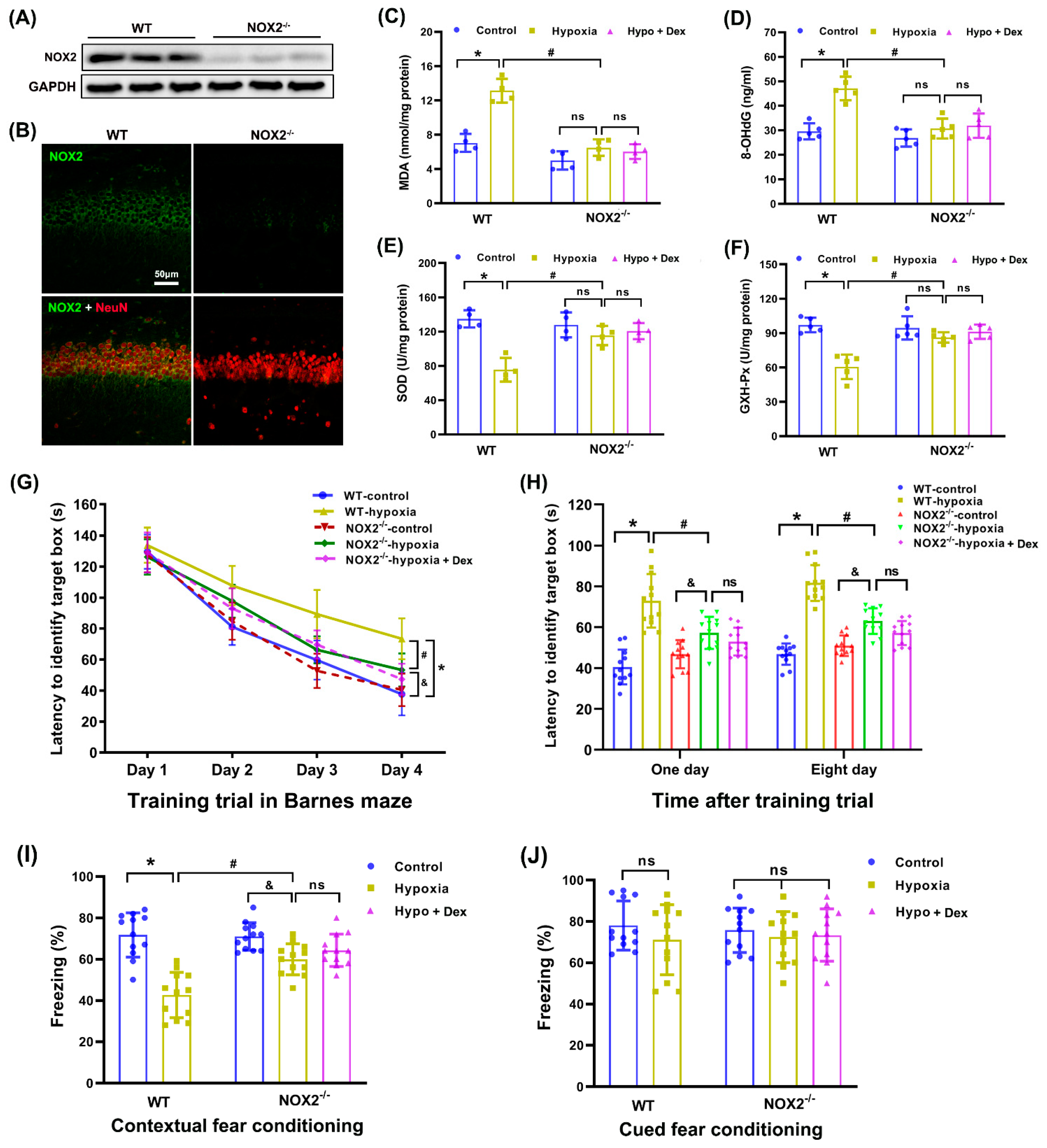 Antioxidants 11 02199 g007