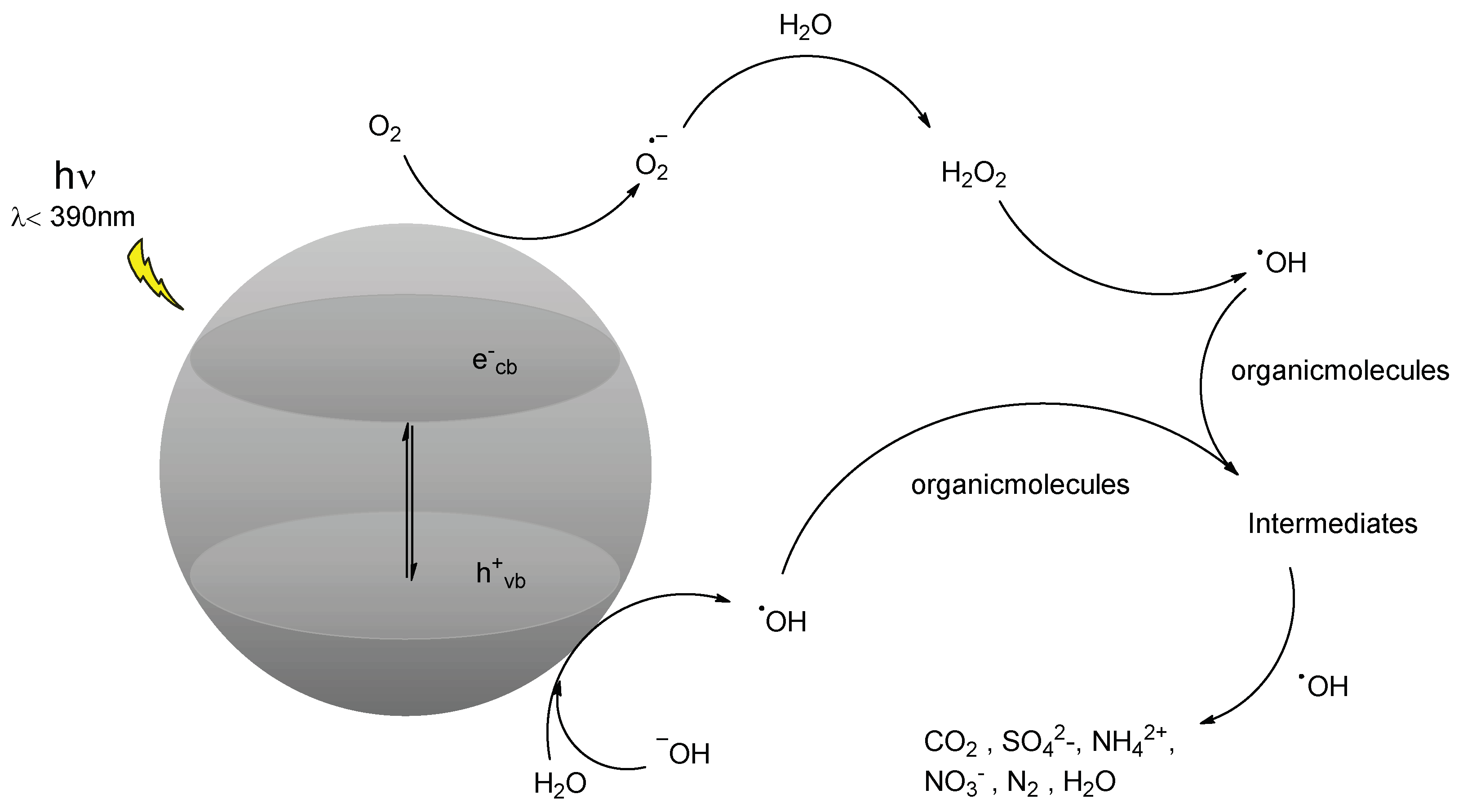 Antioxidants 11 02209 g001 Antioxidants 11 02209 g001