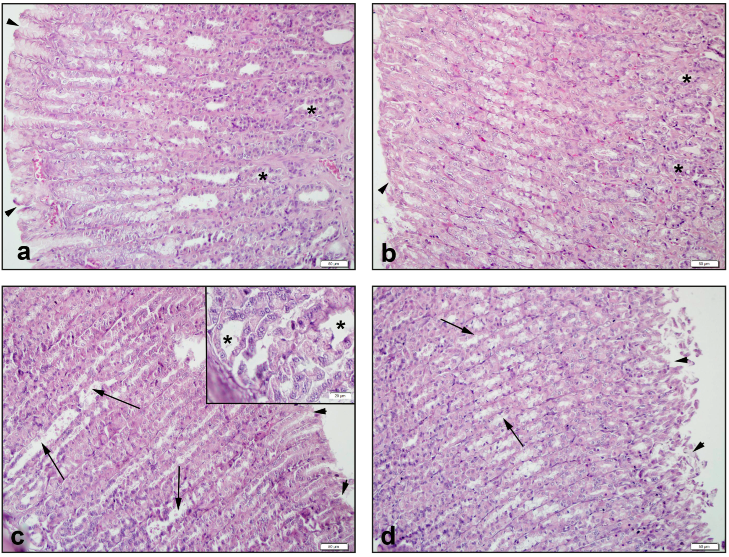 Antioxidants 11 02219 g003