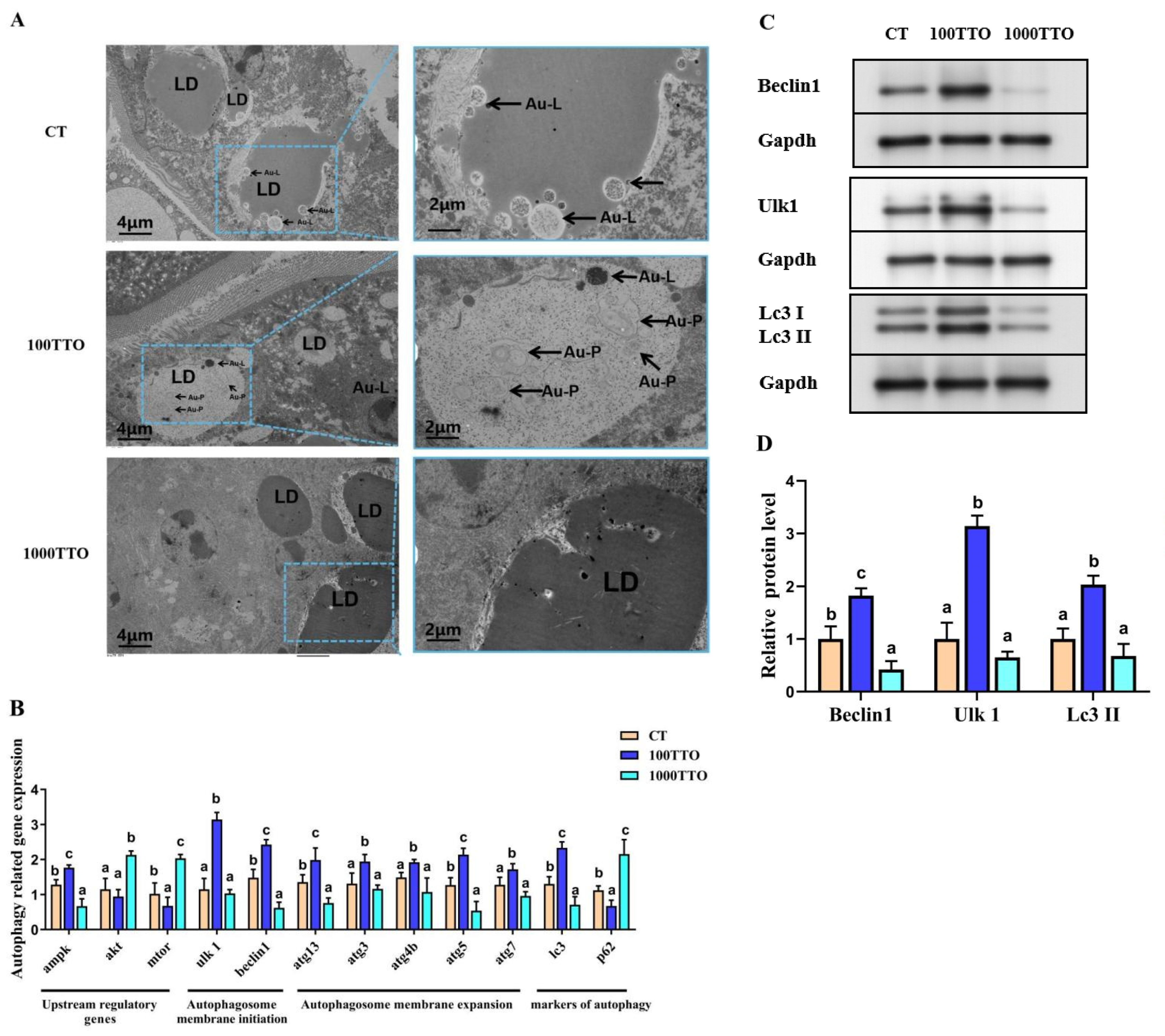 Antioxidants 11 02260 g007