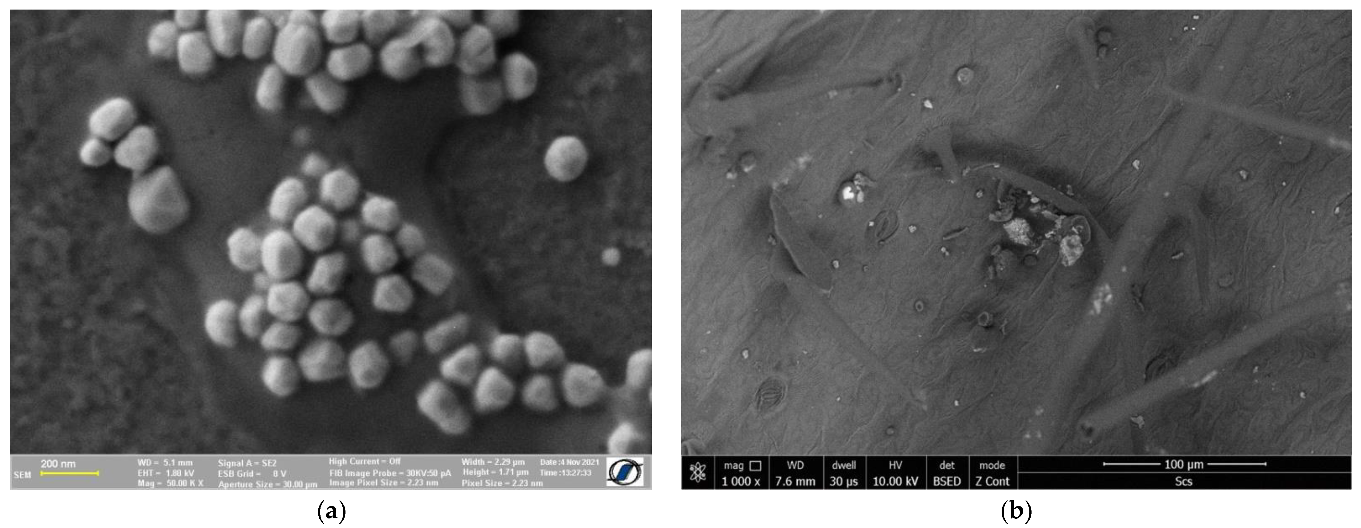 Antioxidants 11 02261 g008