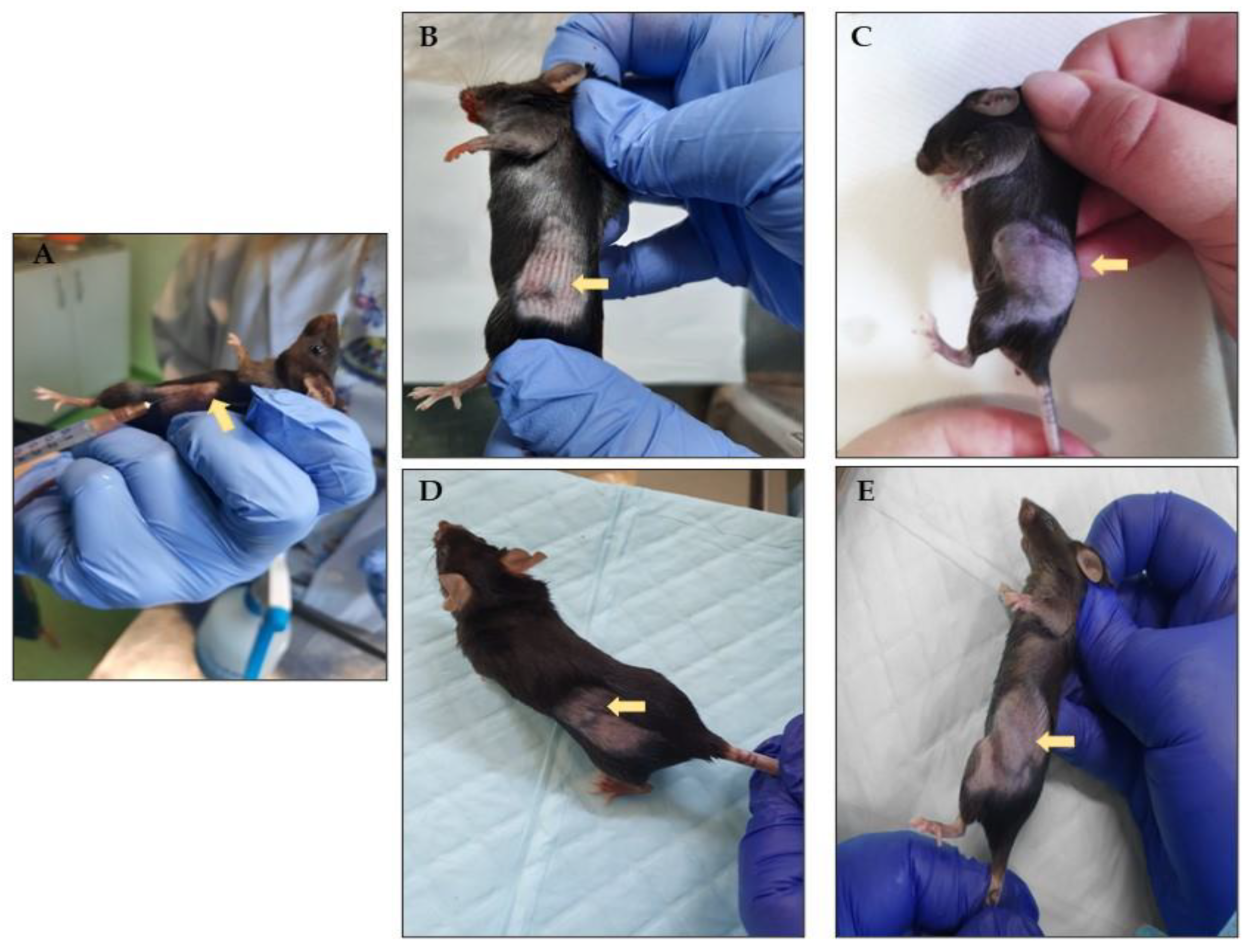 Antioxidants 11 02264 g002