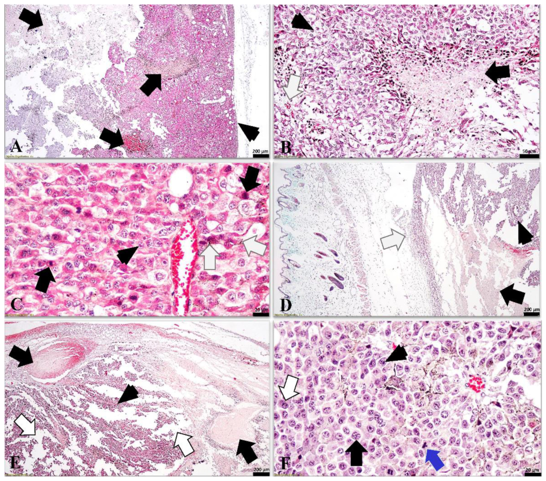 Antioxidants 11 02264 g010