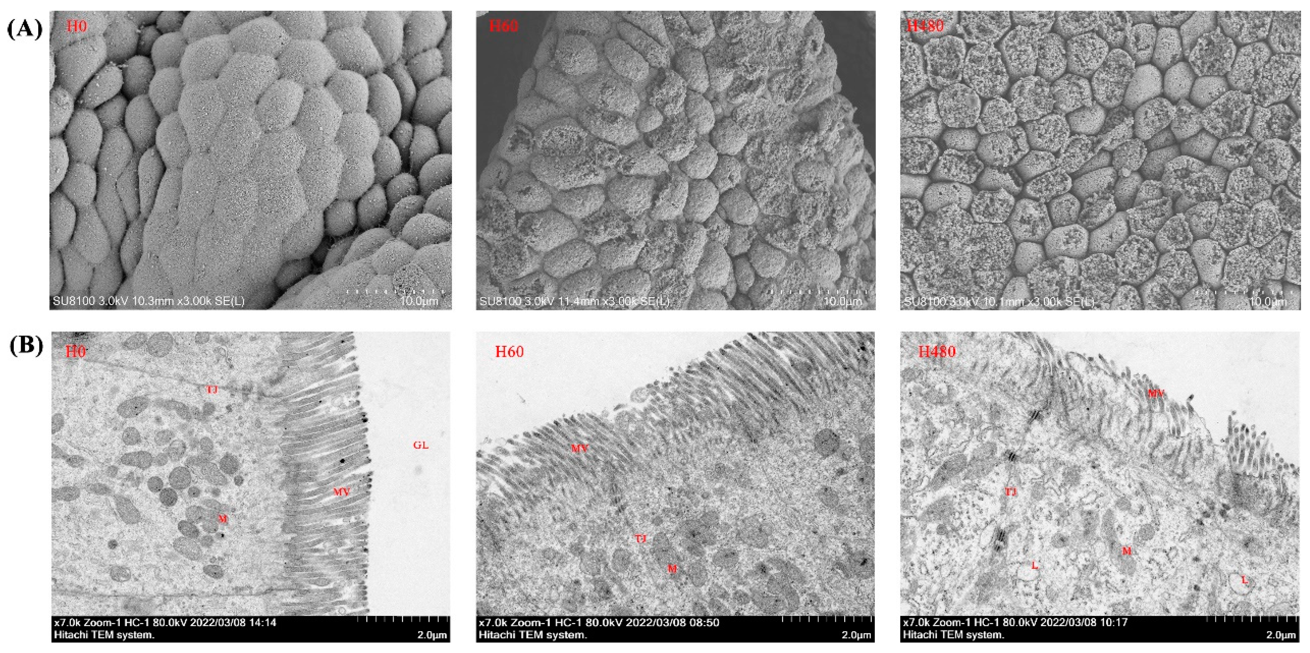 Antioxidants 11 02276 g002